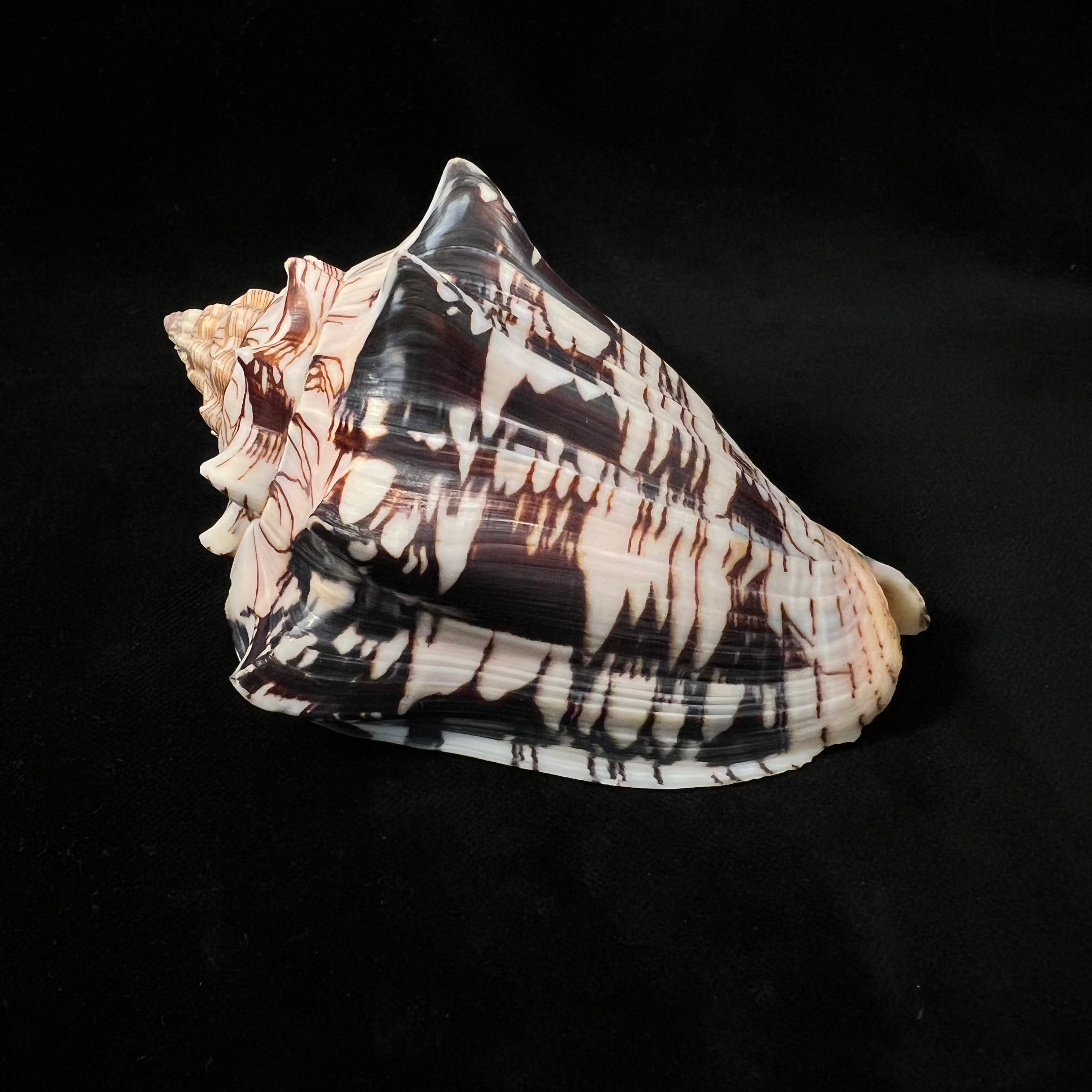Voluta ebraea Linnaeus, 1758 - 121,9mm