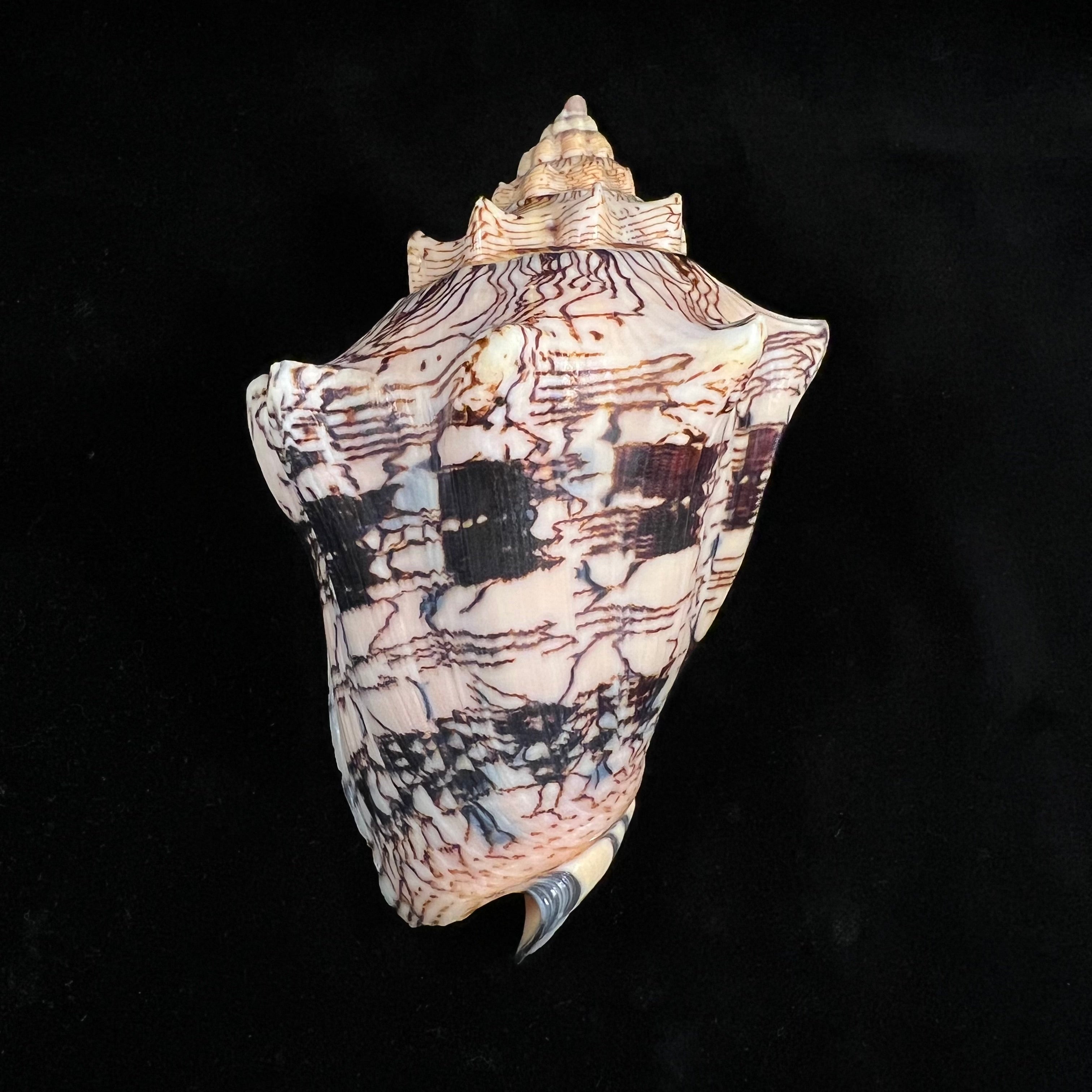 Voluta ebraea Linnaeus, 1758 - 141mm