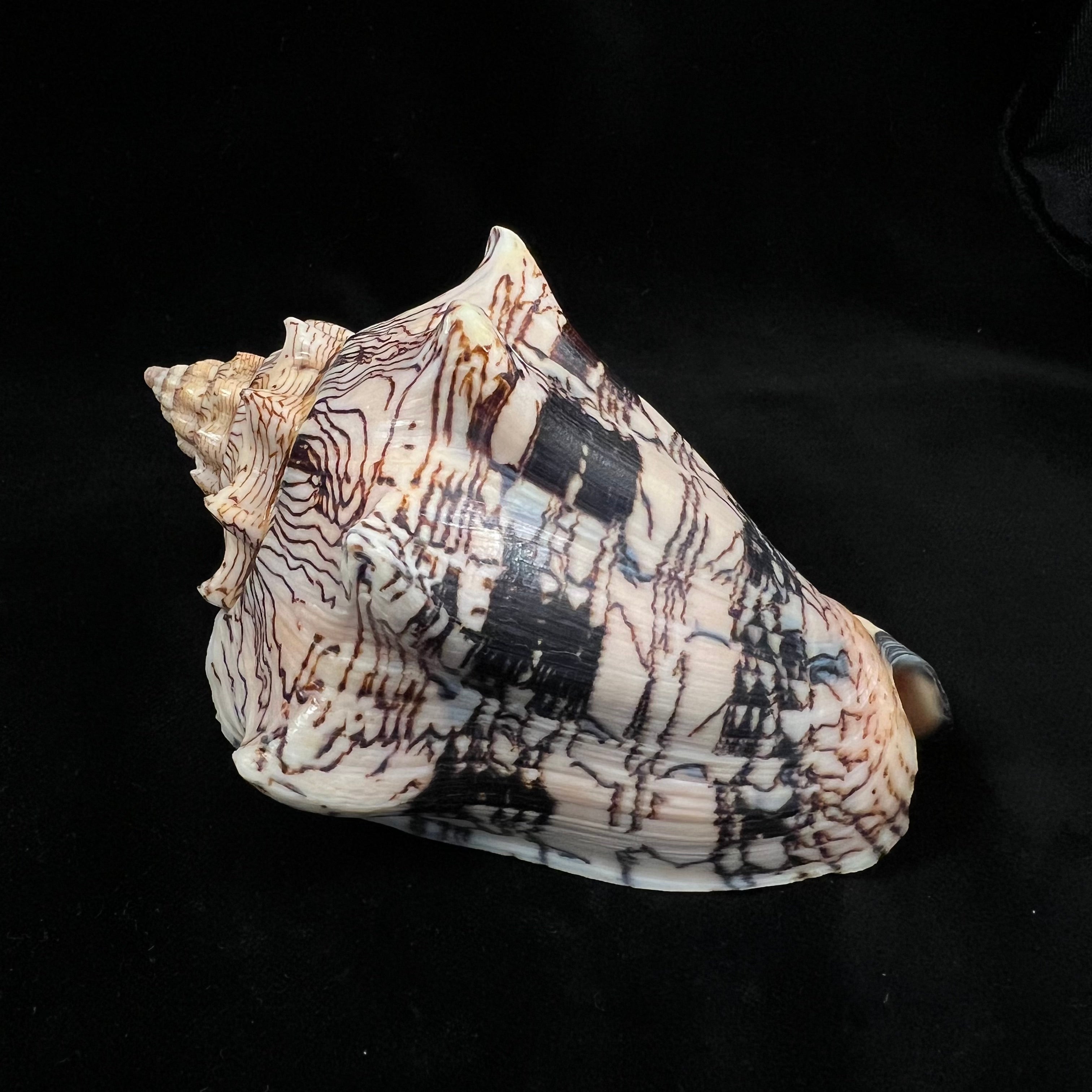Voluta ebraea Linnaeus, 1758 - 141mm