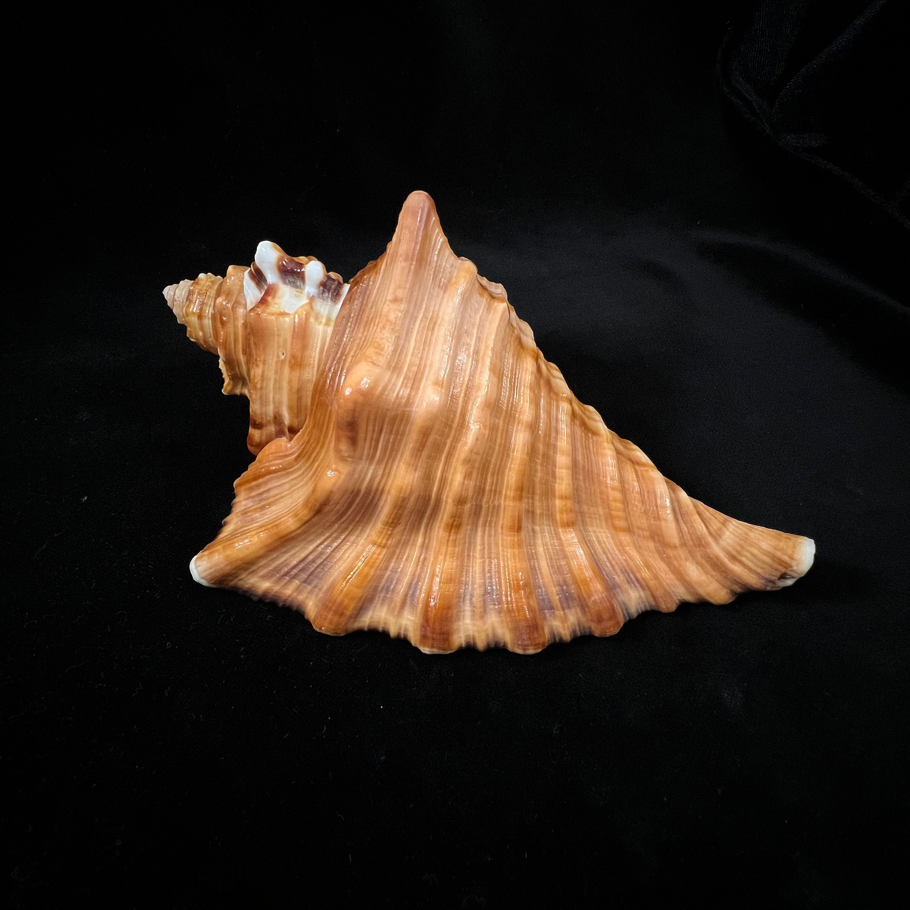 Cymatium raderi D'Attilio & B. W. Myers, 1984 - 167,1mm