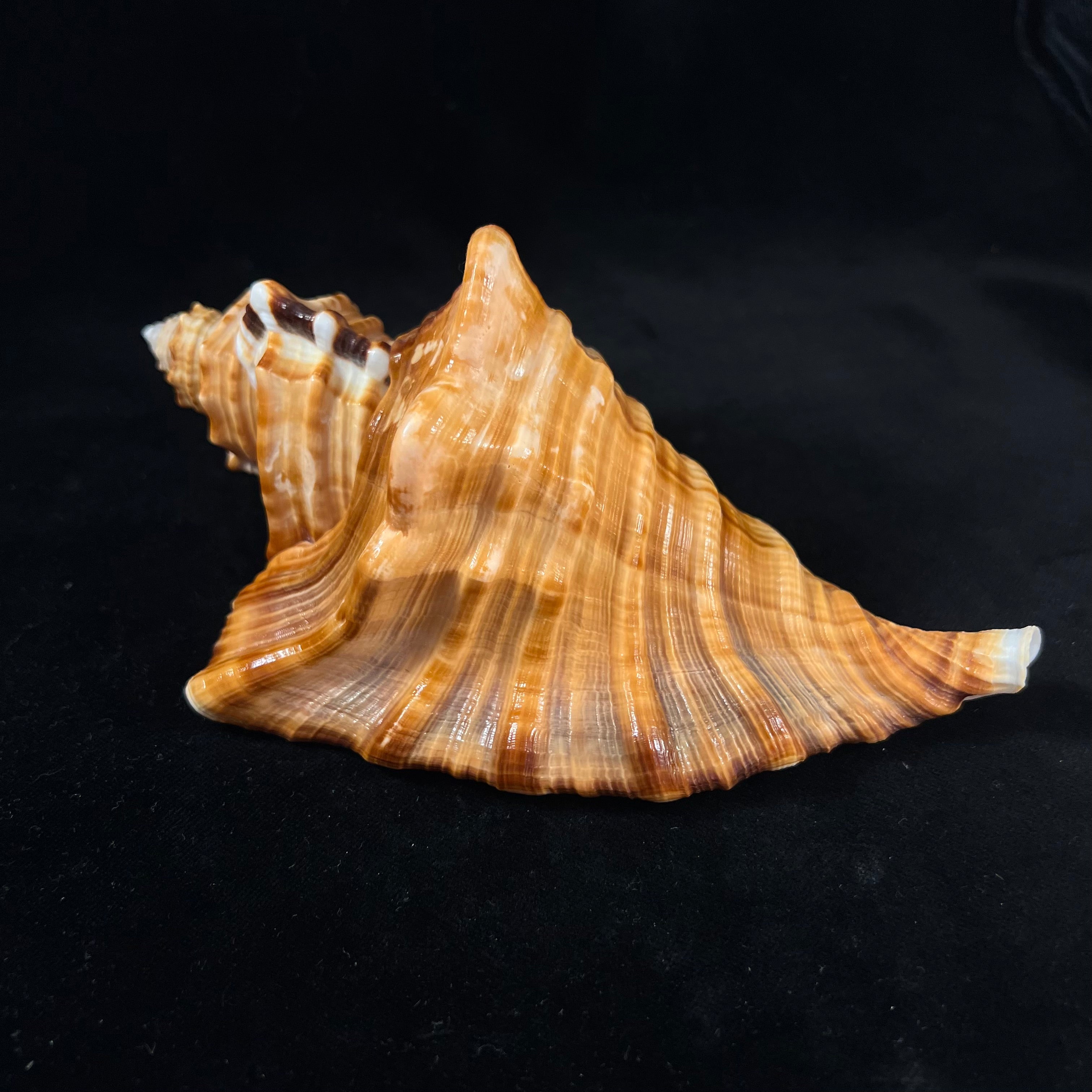 Cymatium raderi D'Attilio & B. W. Myers, 1984 - 174,4mm