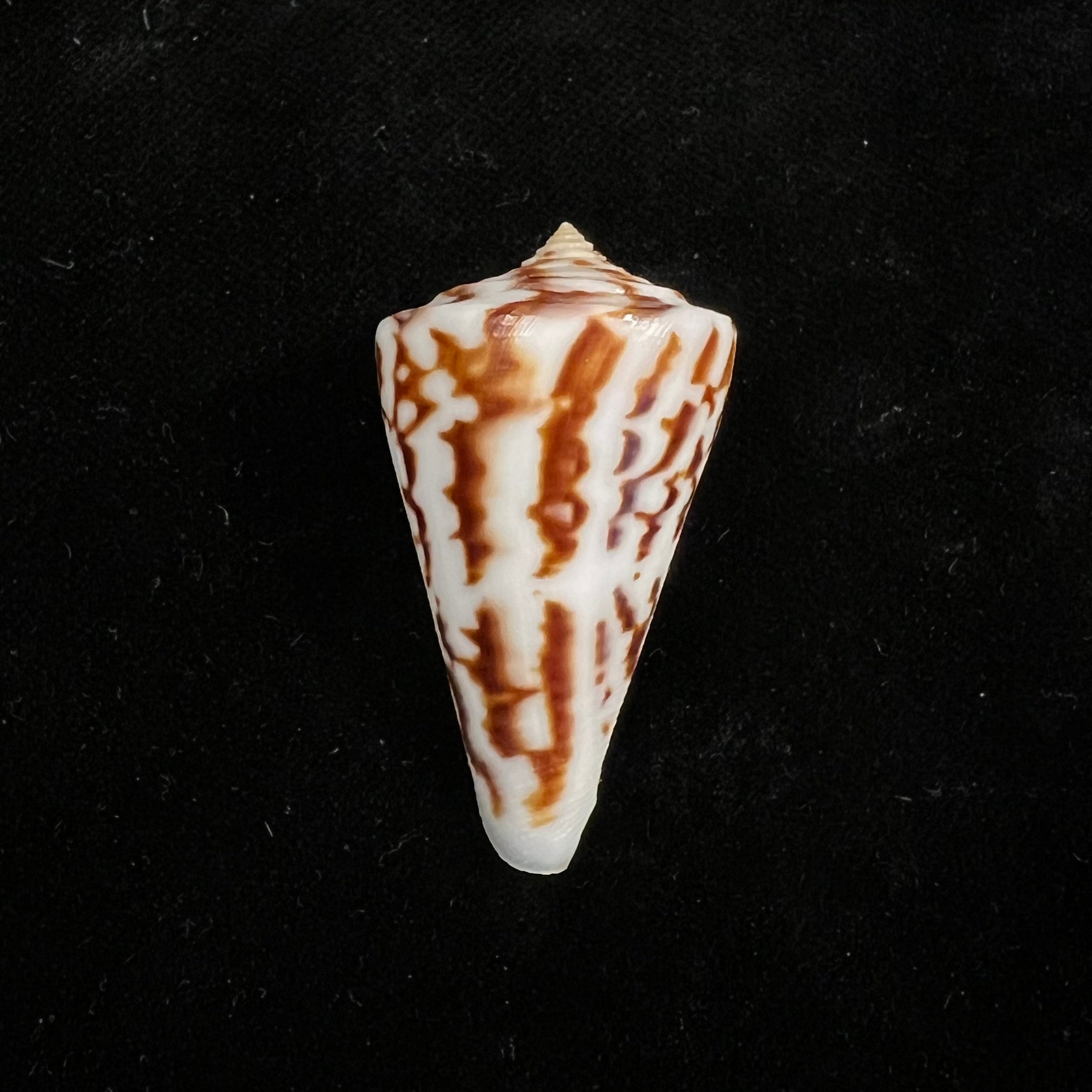 芋螺(Conus clerii Reeve),1844年 - 42毫米