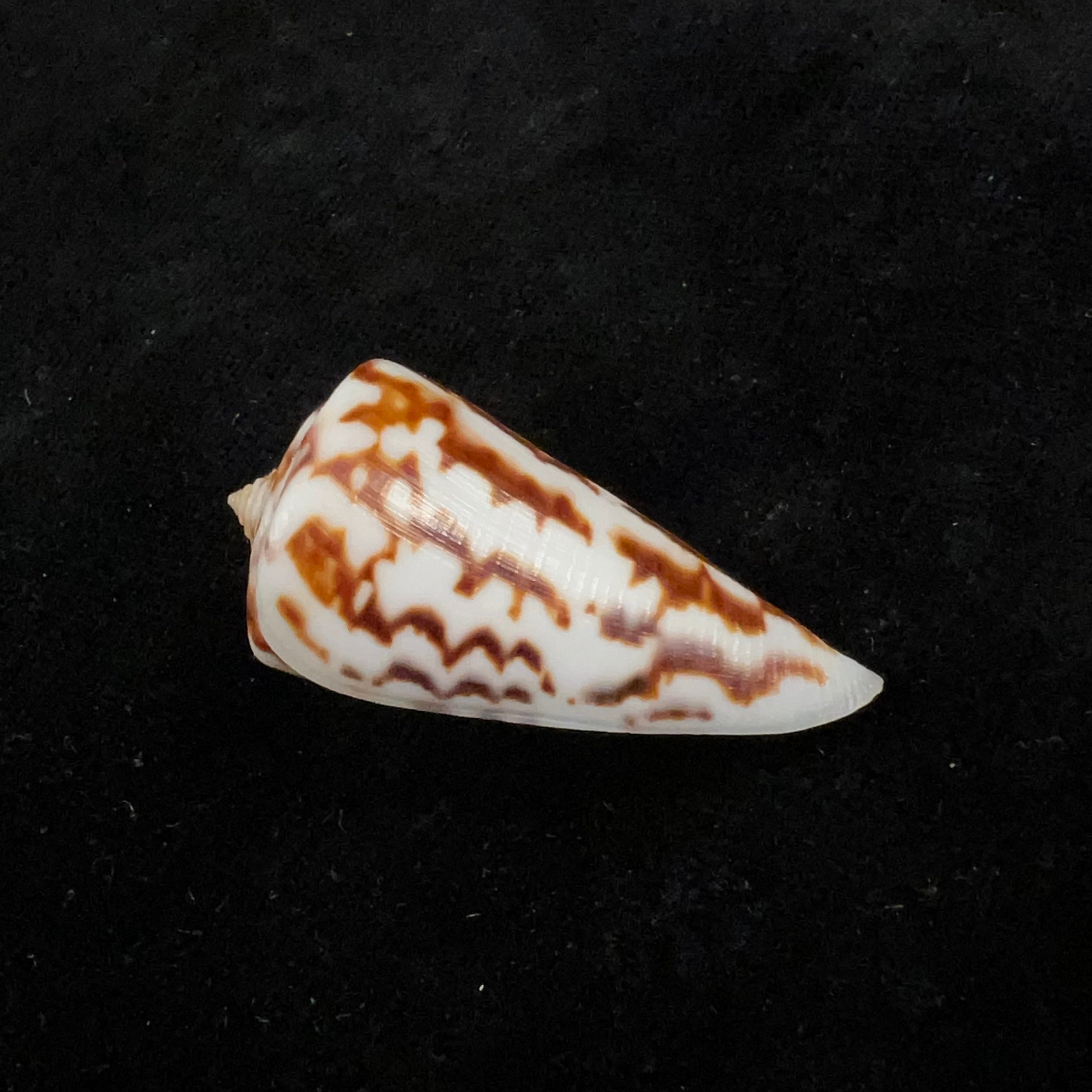 芋螺(Conus clerii Reeve),1844年 - 42毫米