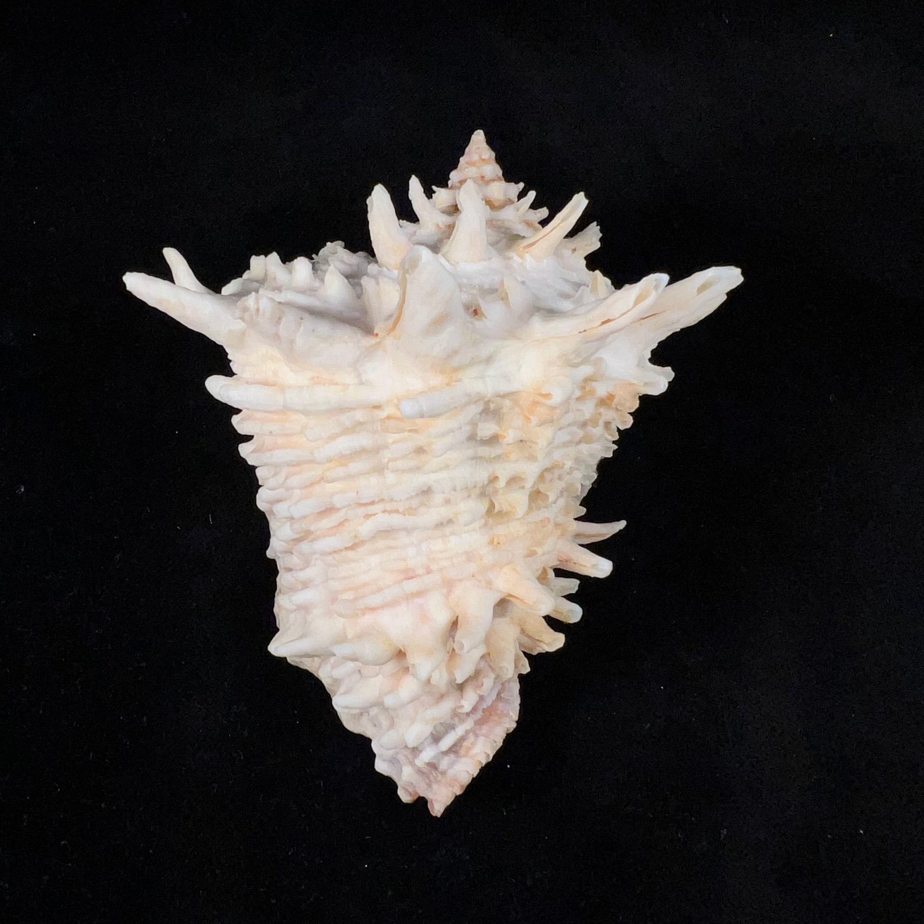 Aristovasum cassiforme (Kiener, 1840) - 111,15mm