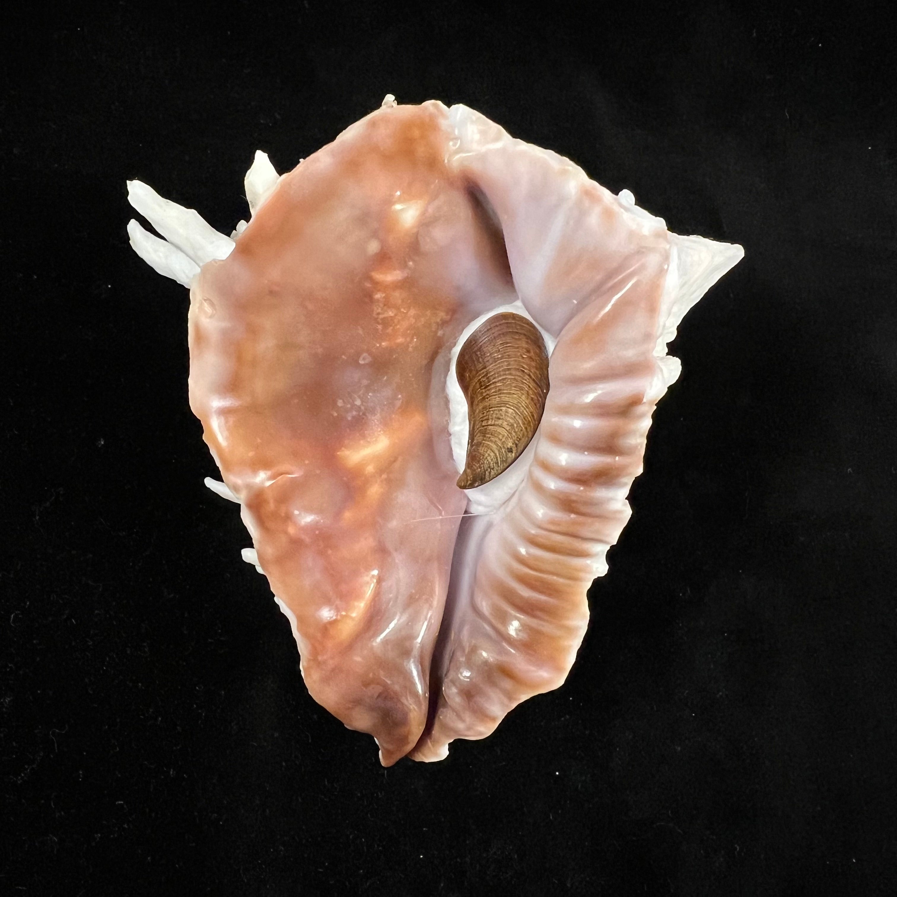 Aristovasum cassiforme (Kiener, 1840) - 111,15mm