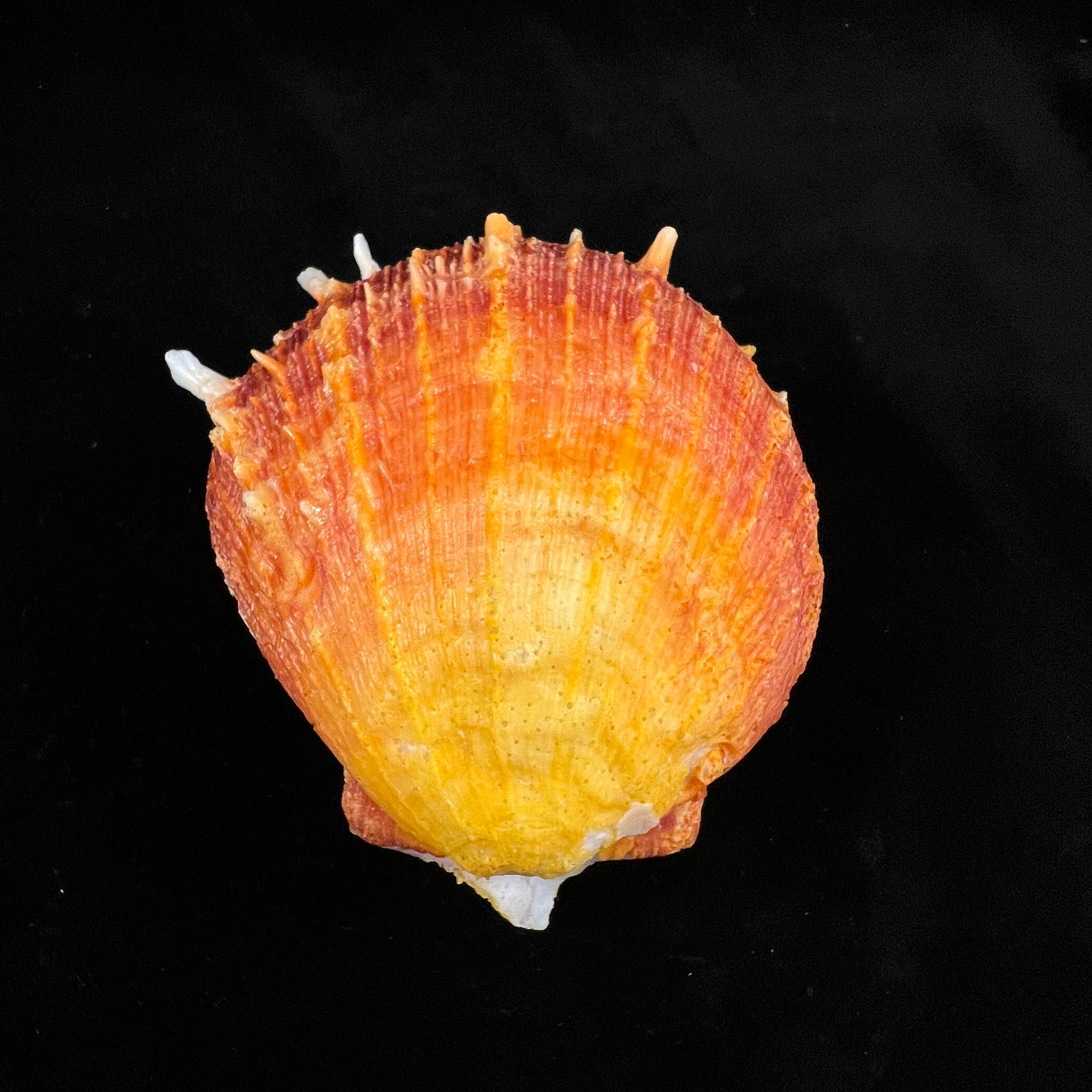 Spondylus ictericus Reeve, 1856 - 111,7毫米