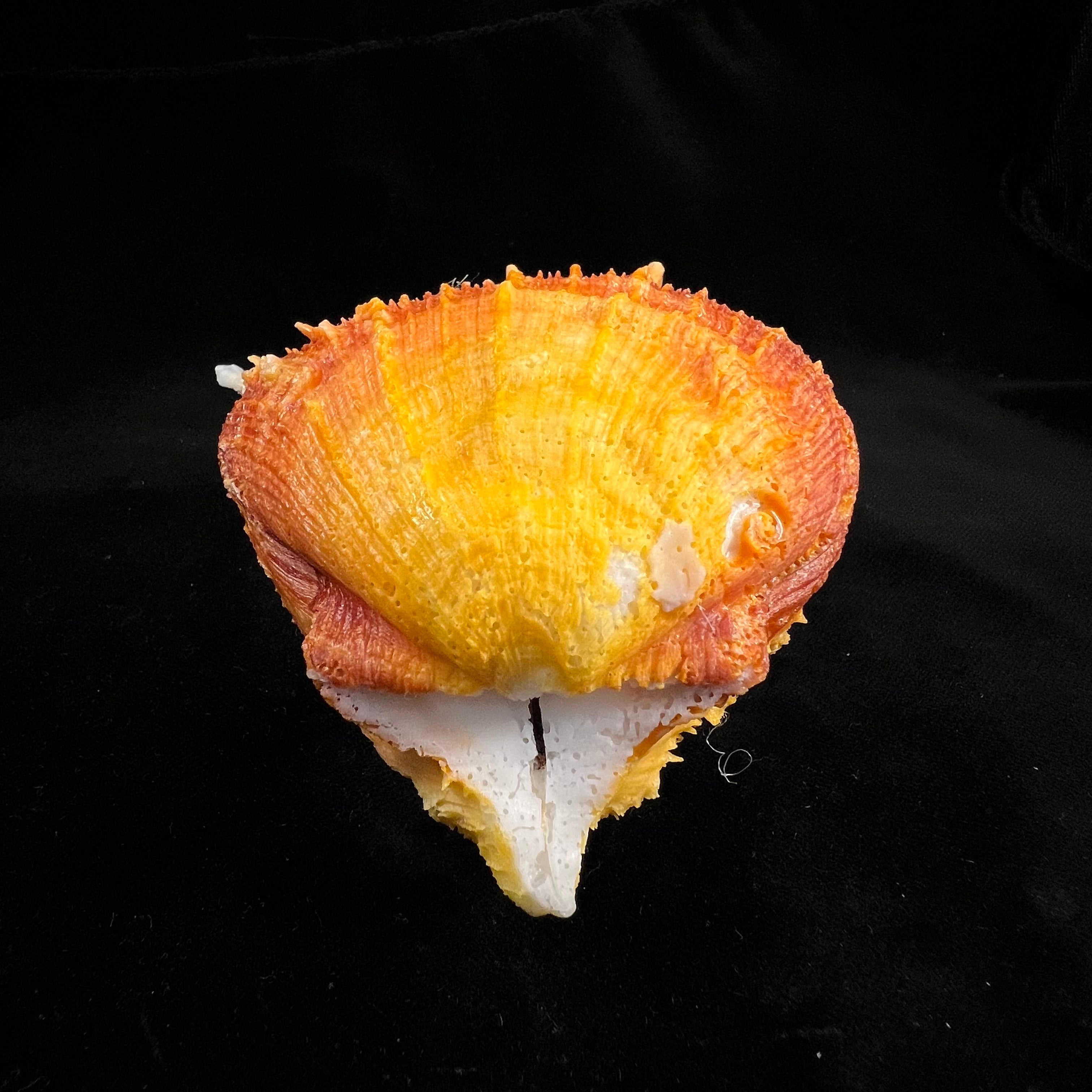 Spondylus ictericus Reeve, 1856 - 111,7毫米