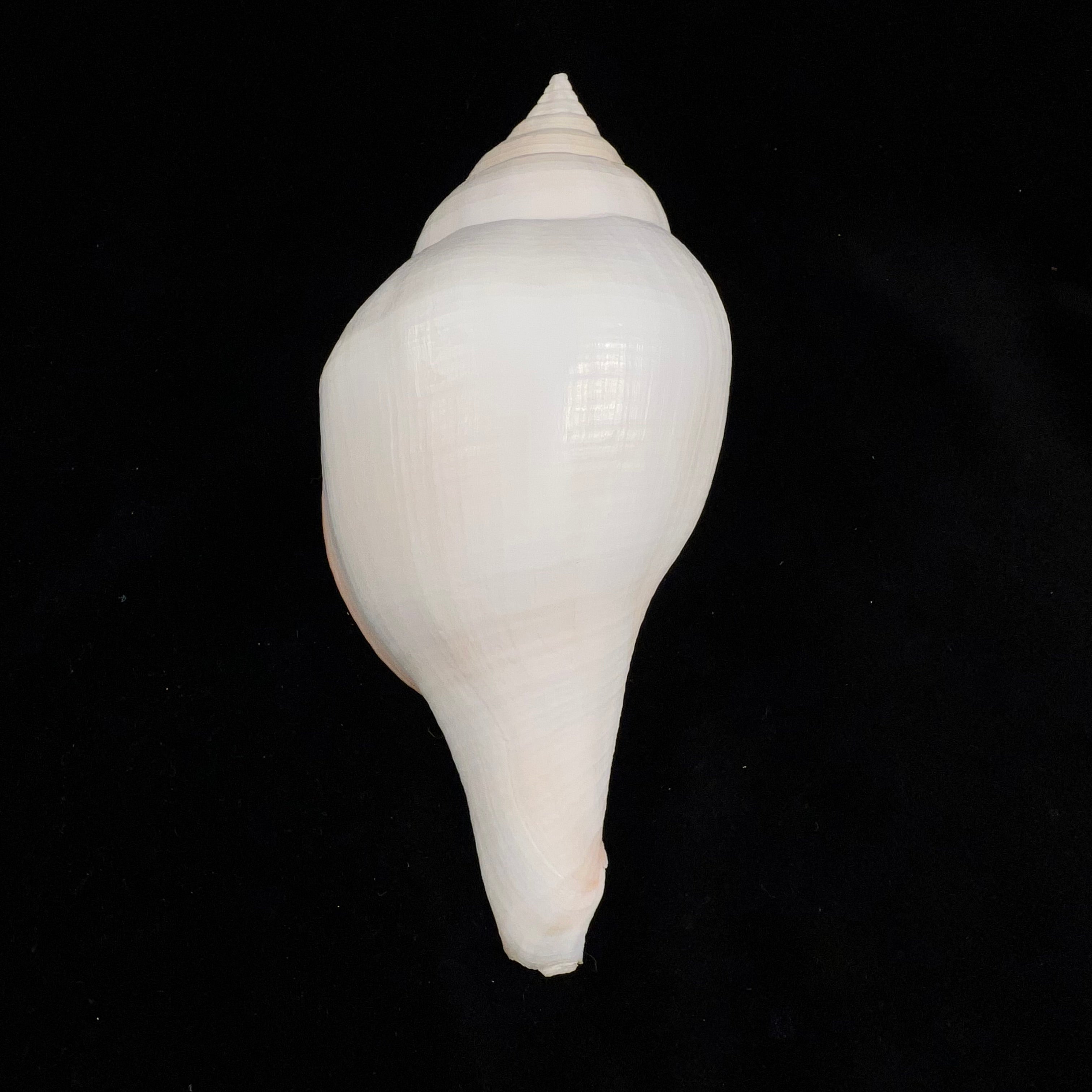 Turbinella laevigata Anton, 1838 - 172,6毫米