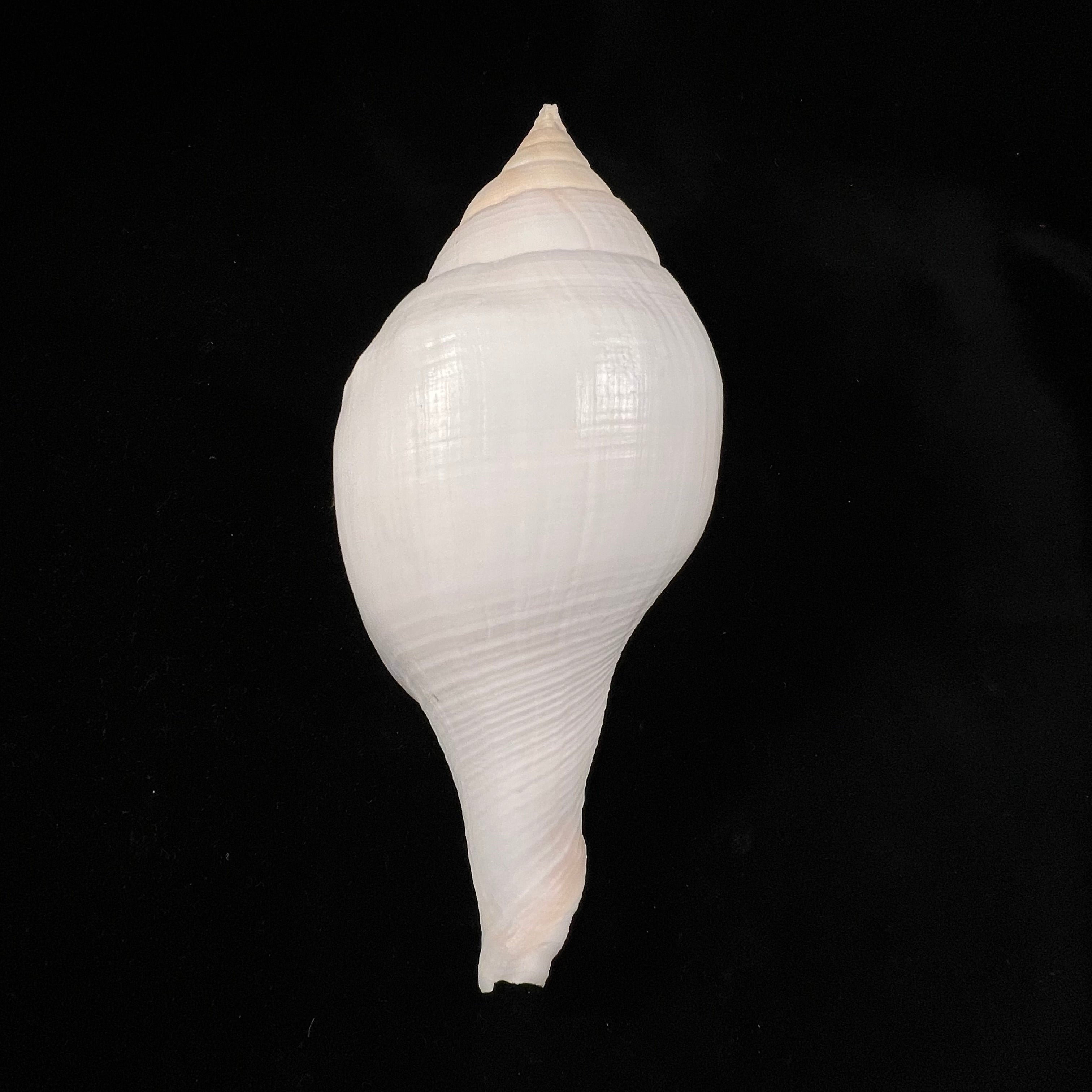 Turbinella laevigata Anton, 1838 - 189毫米
