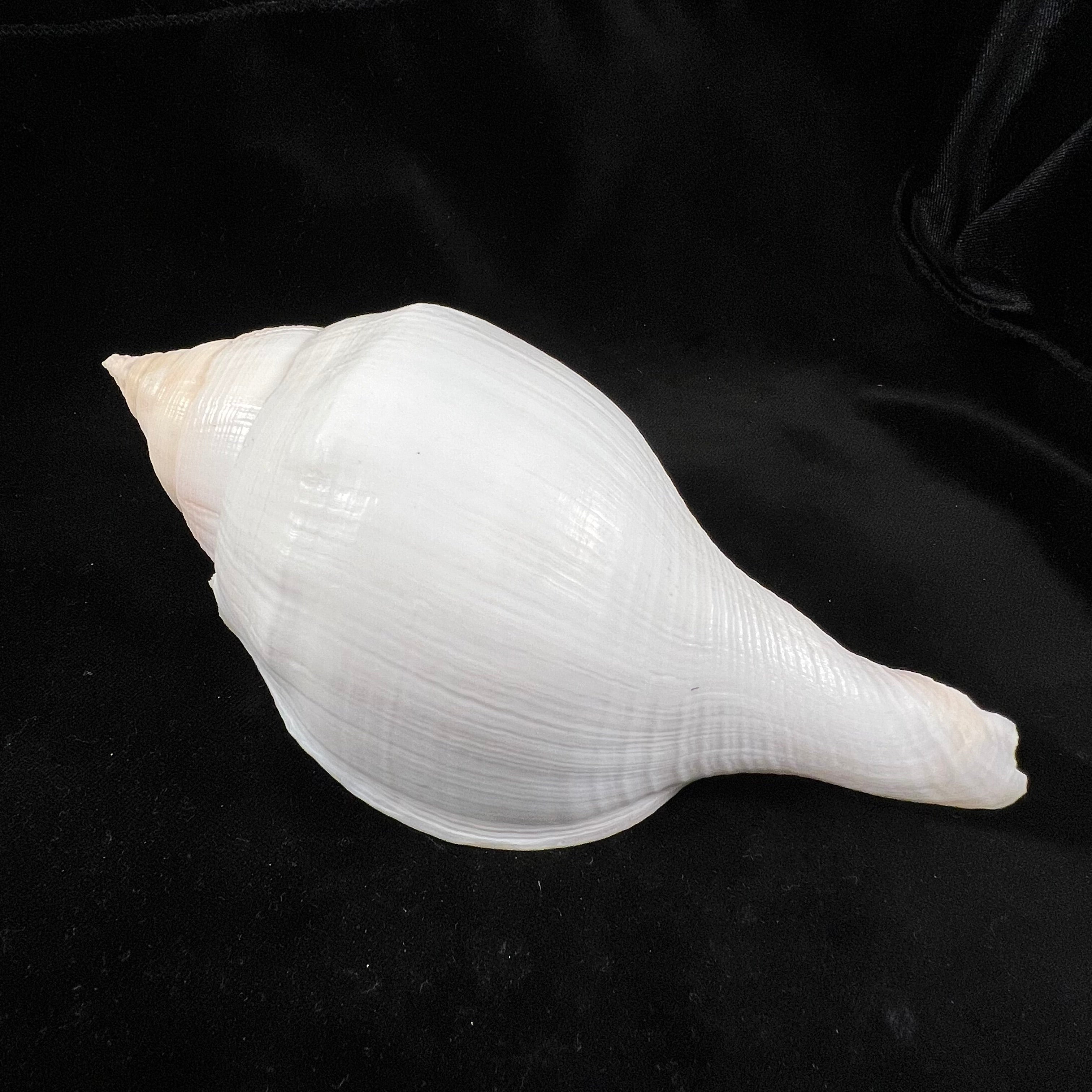 Turbinella laevigata Anton, 1838 - 189毫米