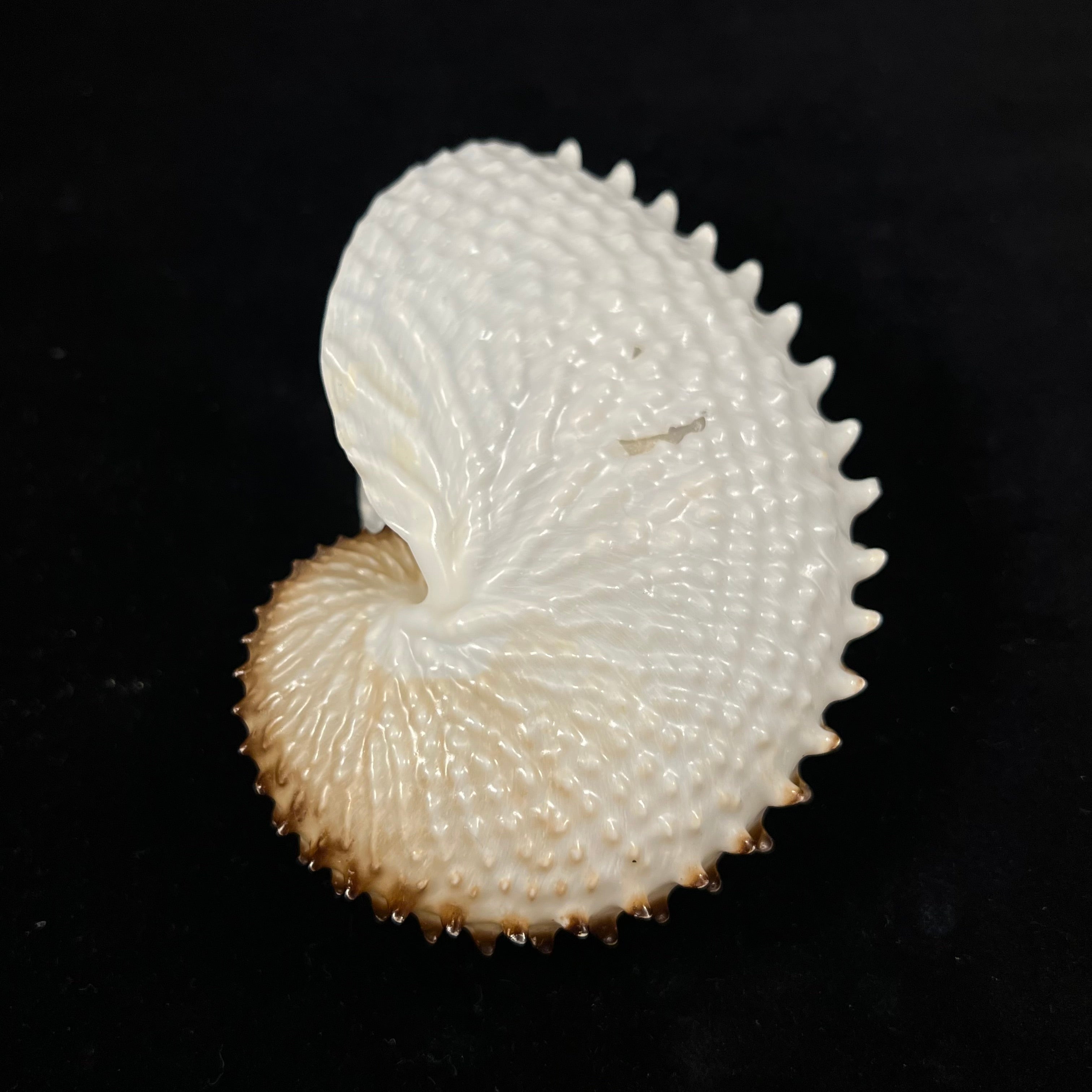 Argonauta nodosus Lightfoot, 1786 - 110,2毫米