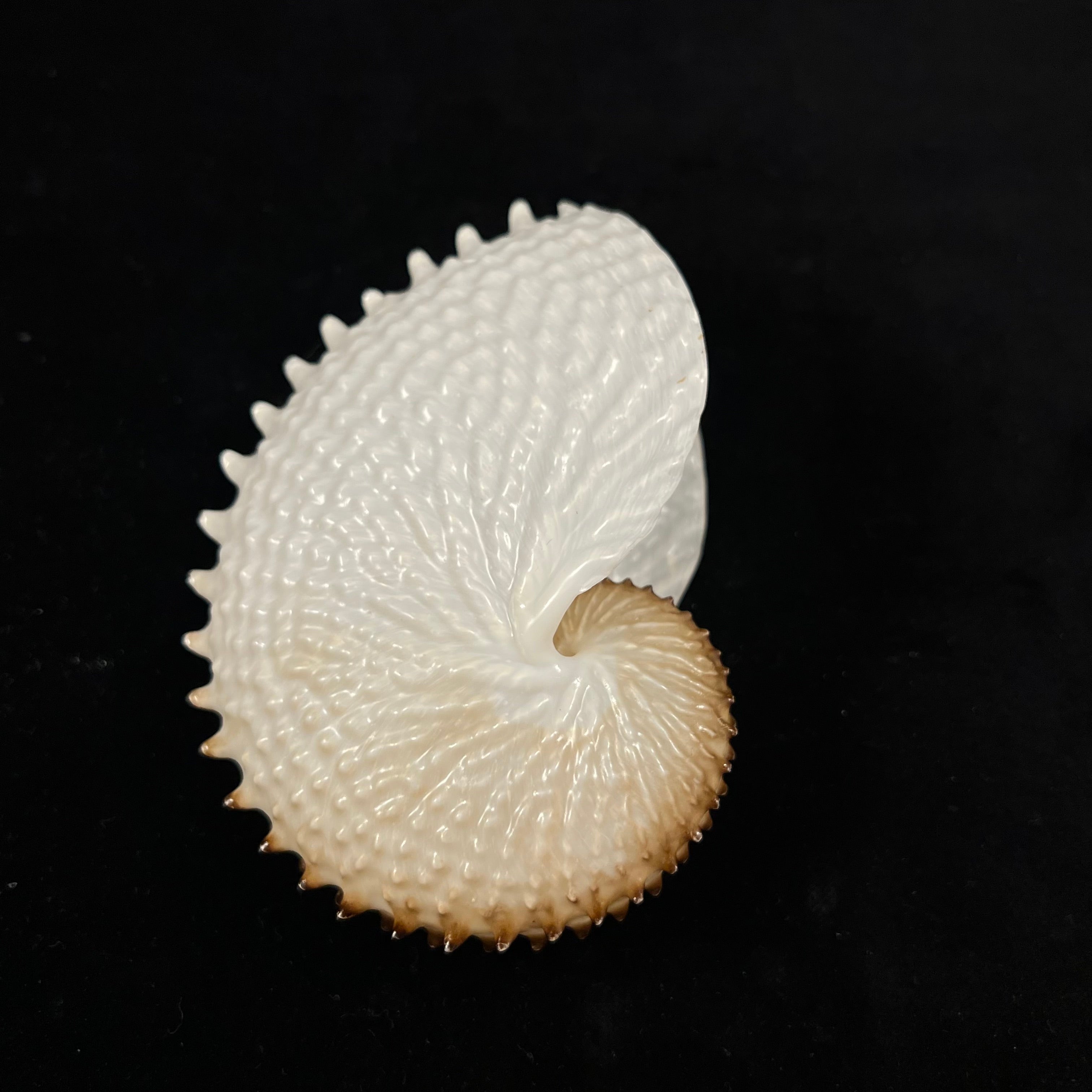 Argonauta nodosus Lightfoot, 1786 - 110,2毫米