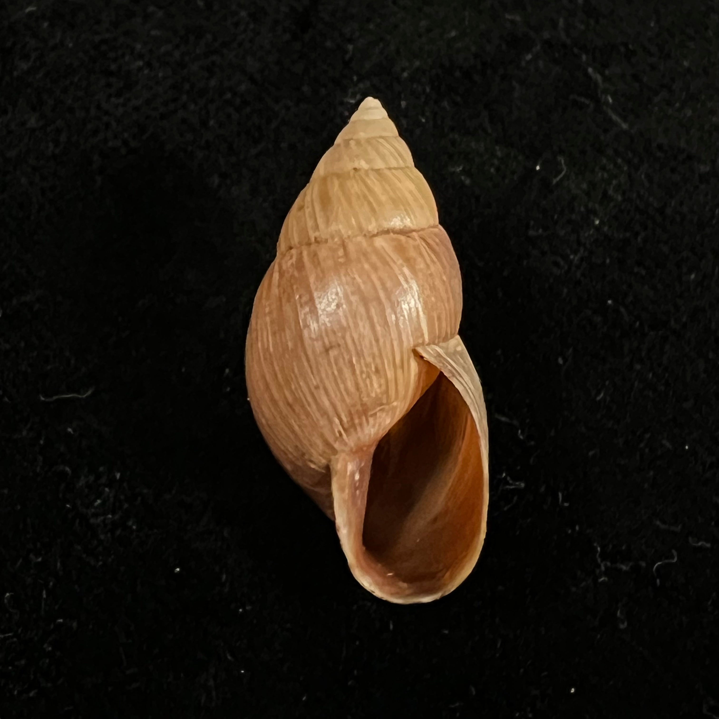 Naesiotus quitensis (L. Pfeiffer, 1848) - 28,1mm