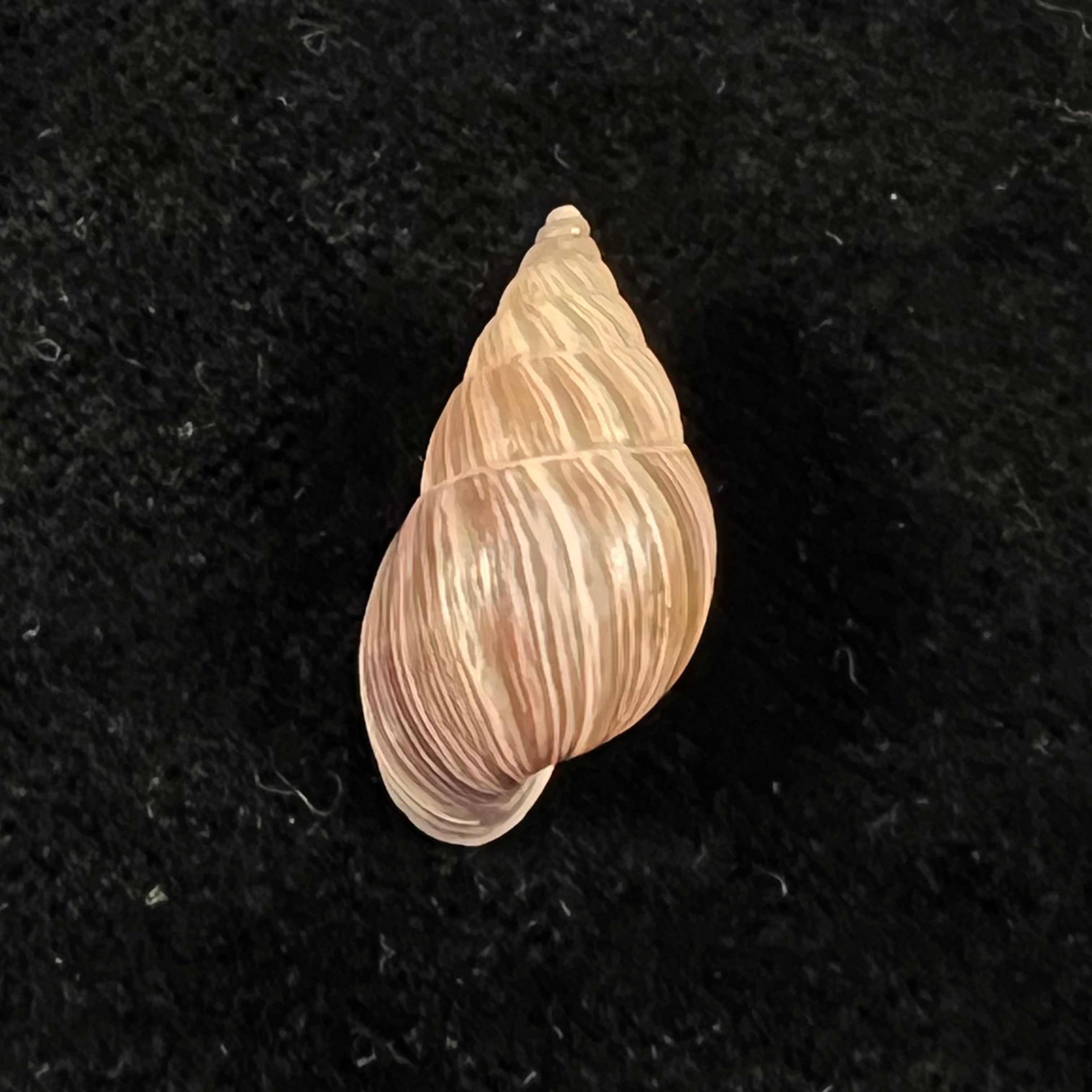 Naesiotus quitensis quitnsis (L. Pfeiffer, 1848) - 19,9mm