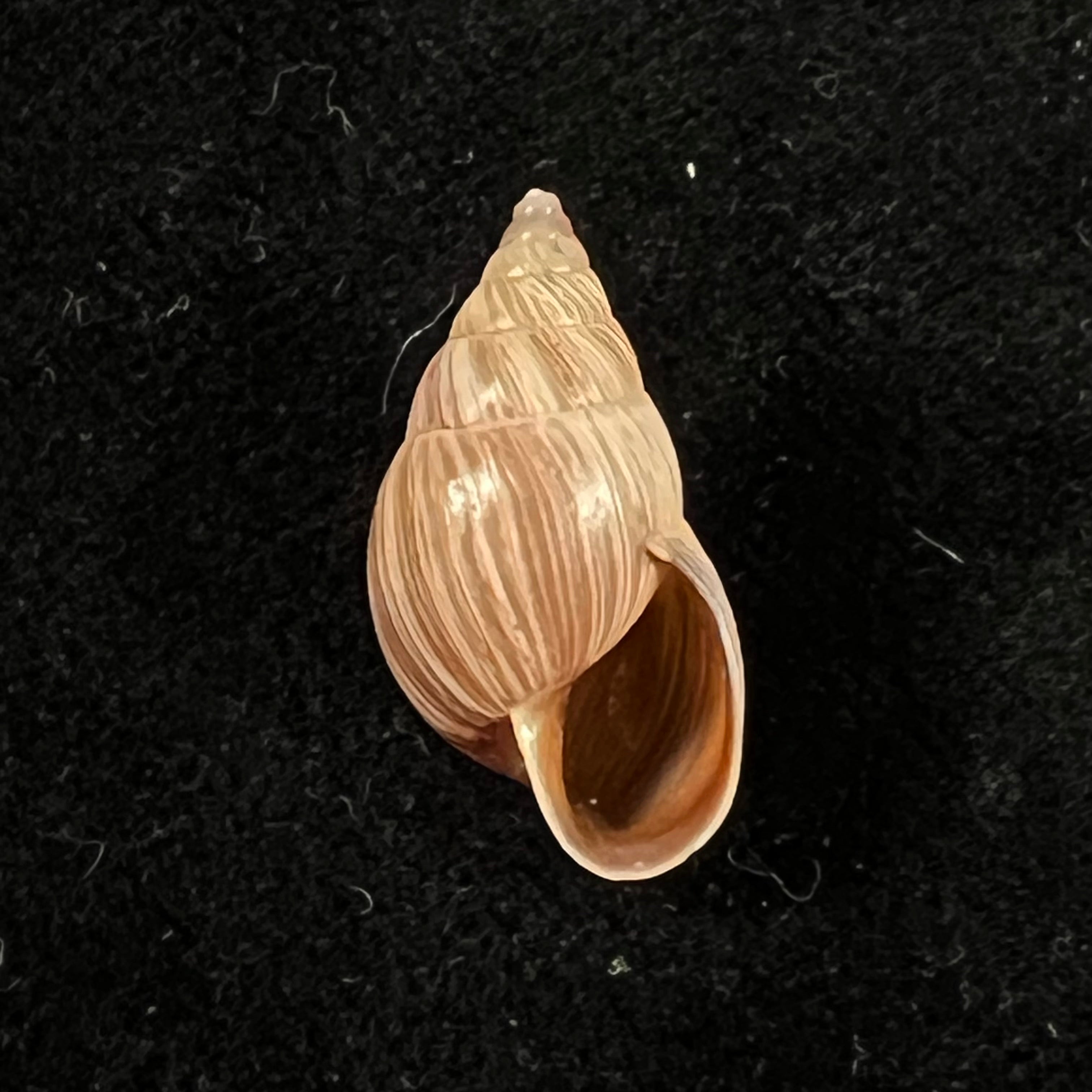 Naesiotus quitensis quitnsis (L. Pfeiffer, 1848) - 19,9mm