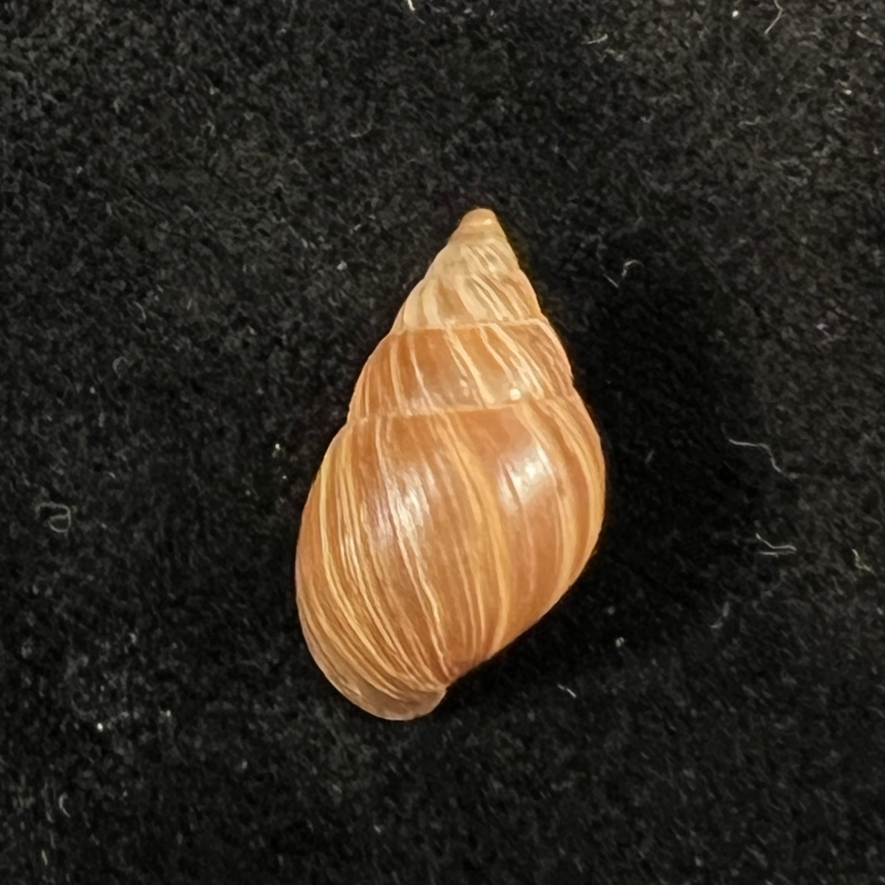 Naesiotus quitensis quitnsis (L. Pfeiffer, 1848) - 18,2mm