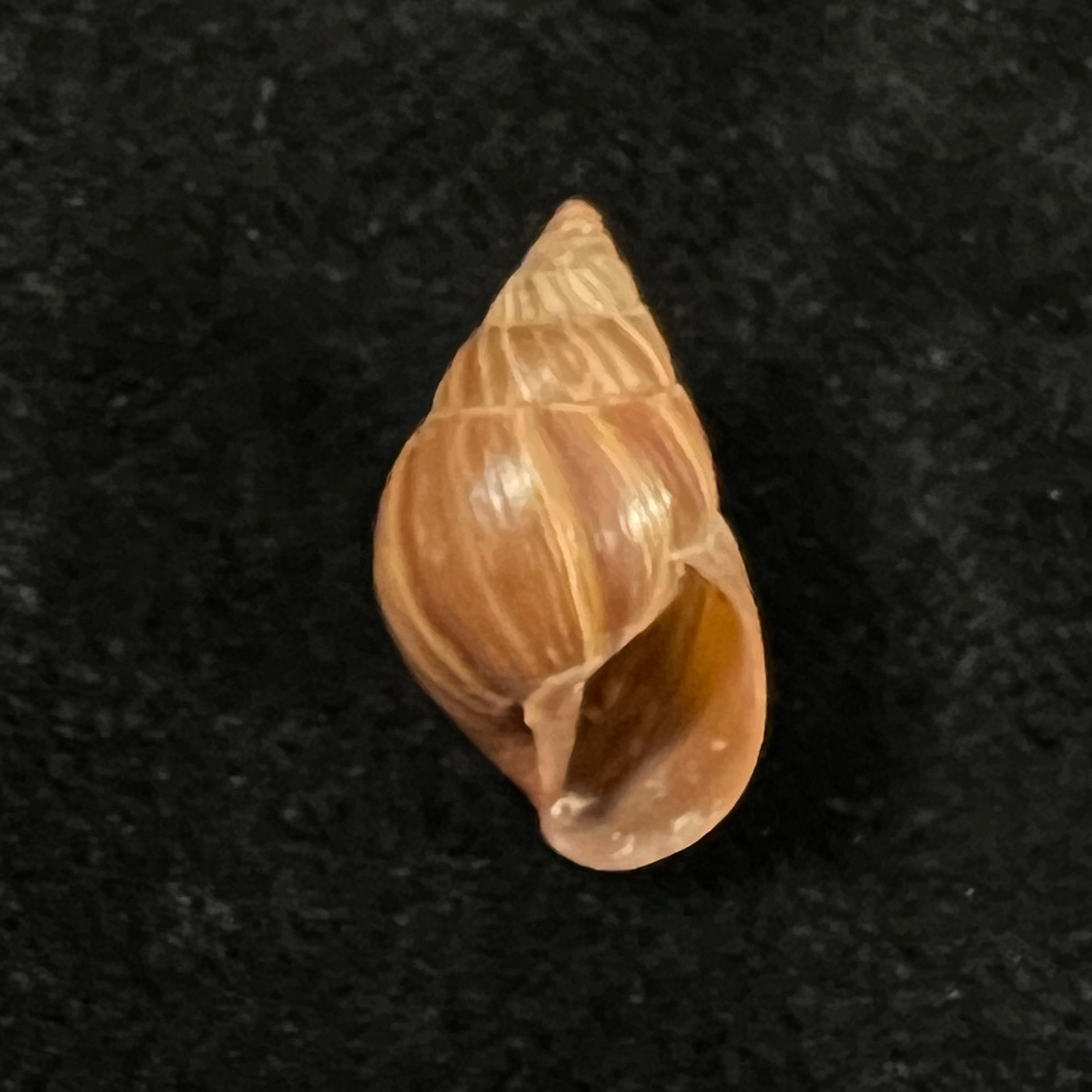 Naesiotus quitensis quitnsis (L. Pfeiffer, 1848) - 18,2mm