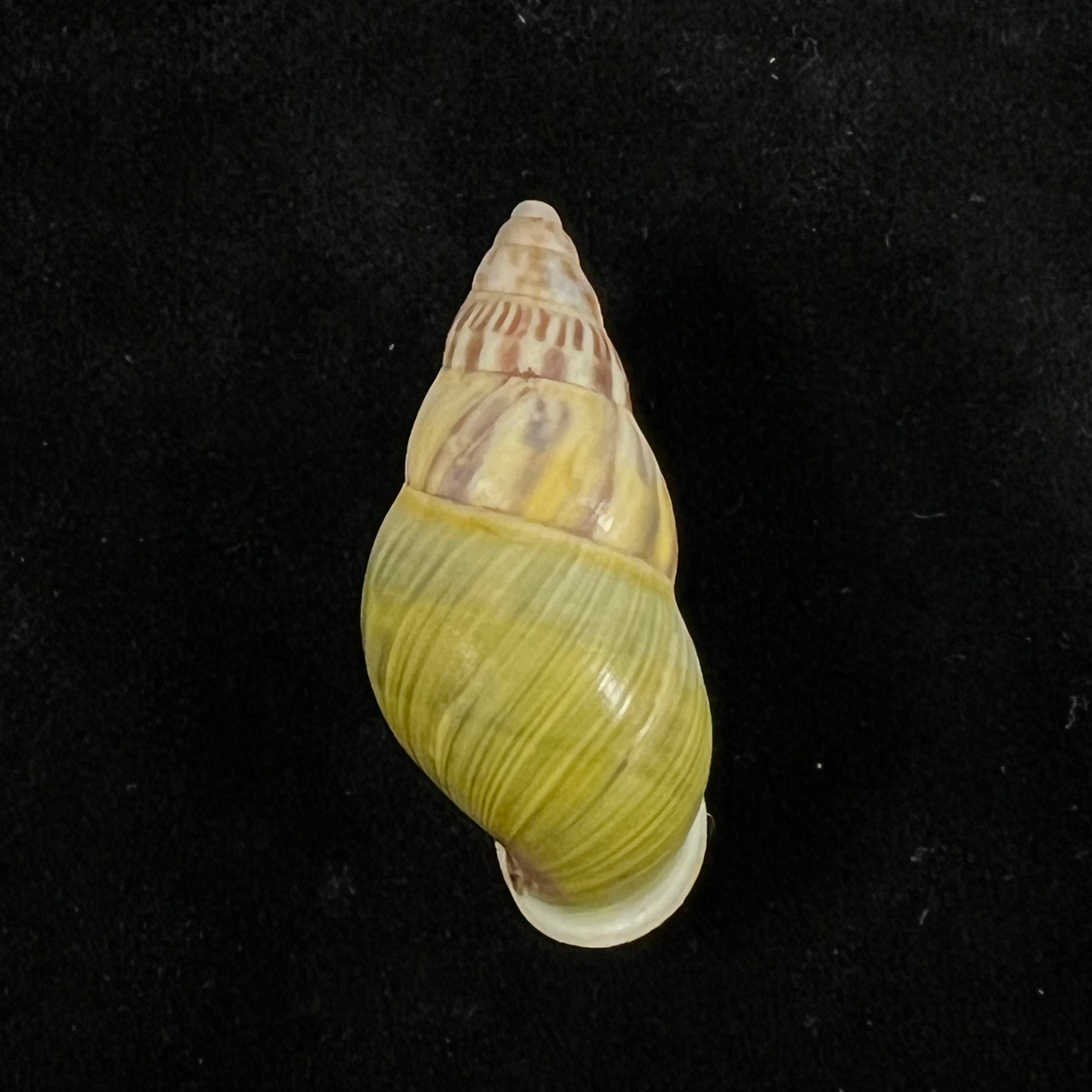 Amphidromus furcillatus (Mousson, 1849) - 33,5毫米