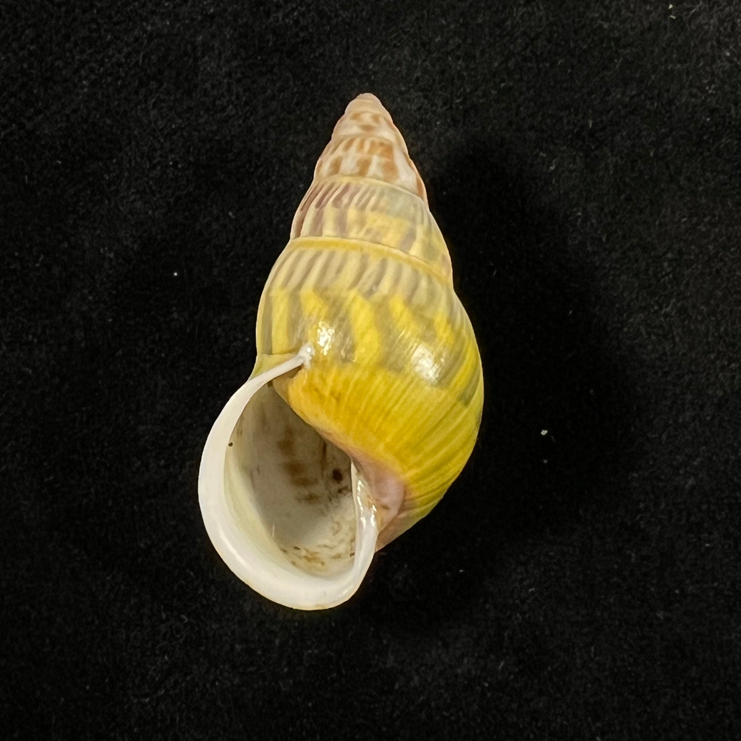 Amphidromus furcillatus (Mousson, 1849) - 33,5毫米