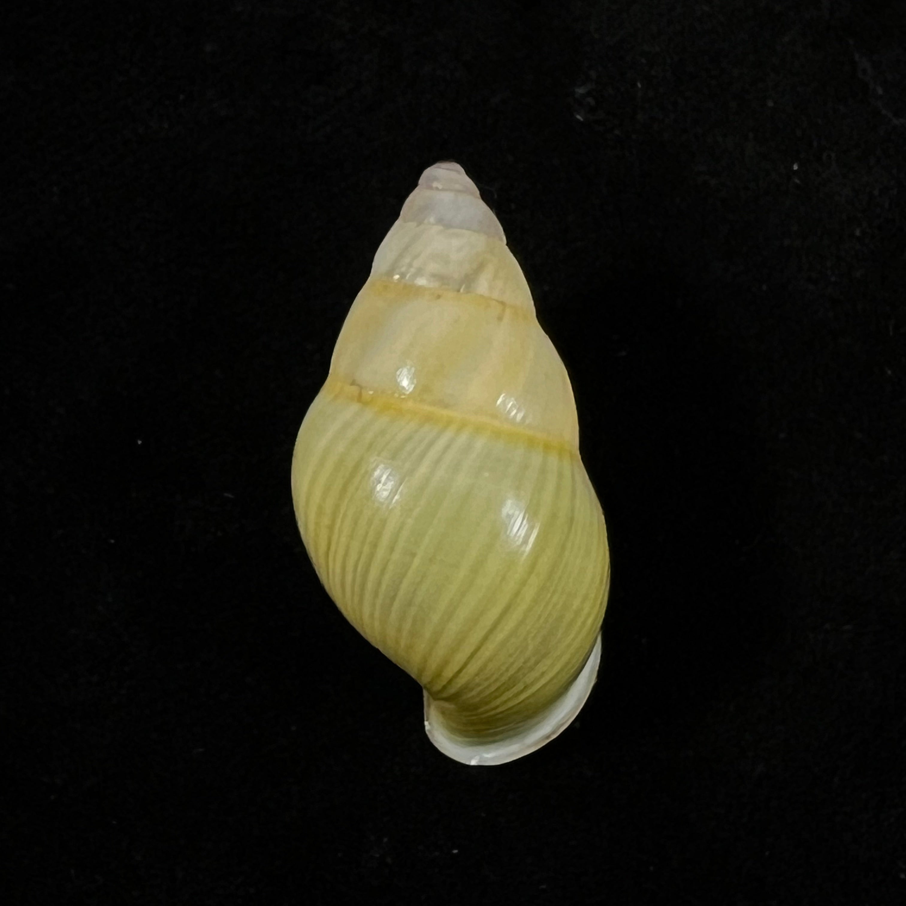 Amphidromus furcillatus (Mousson, 1849) - 30,6毫米