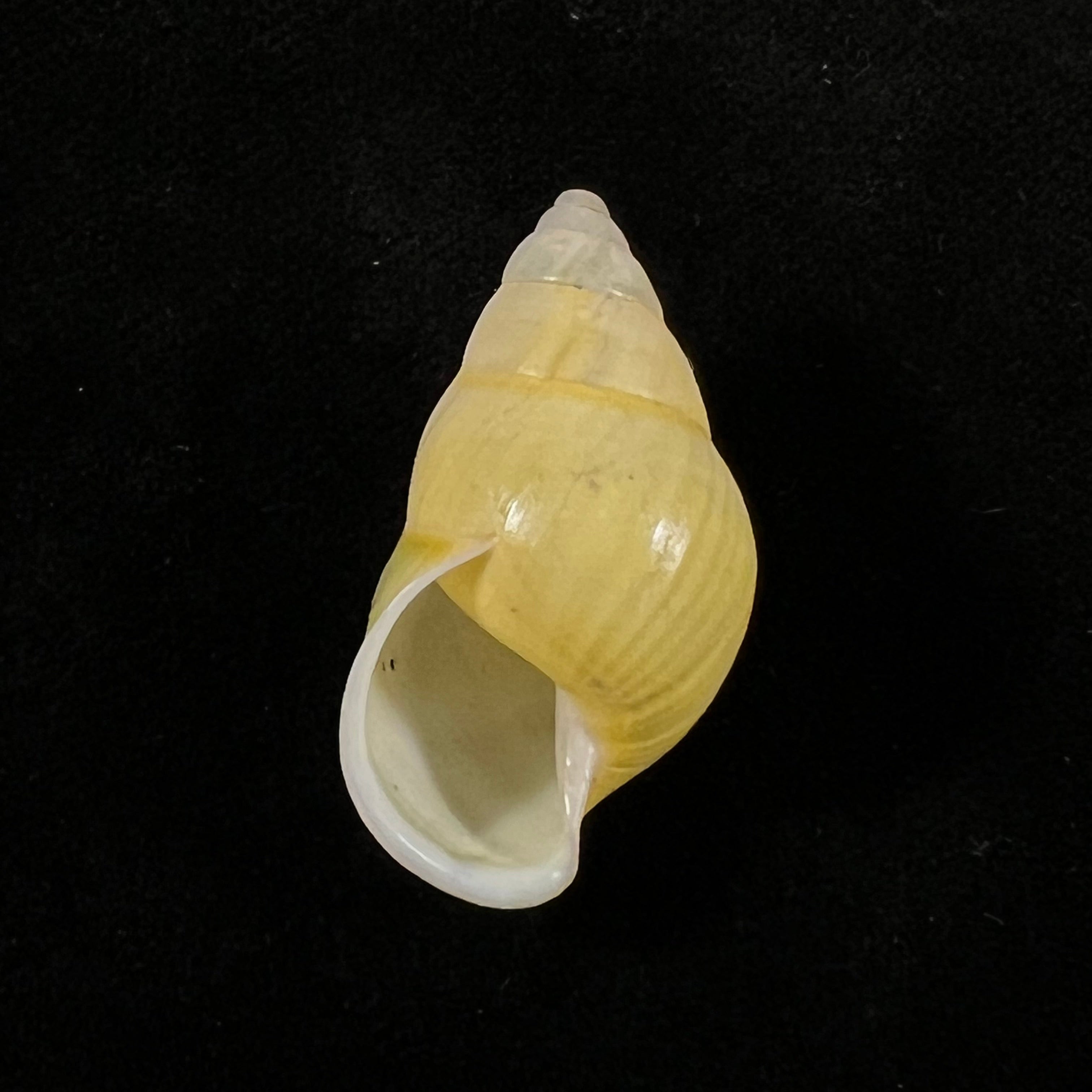 Amphidromus furcillatus (Mousson, 1849) - 30,6毫米