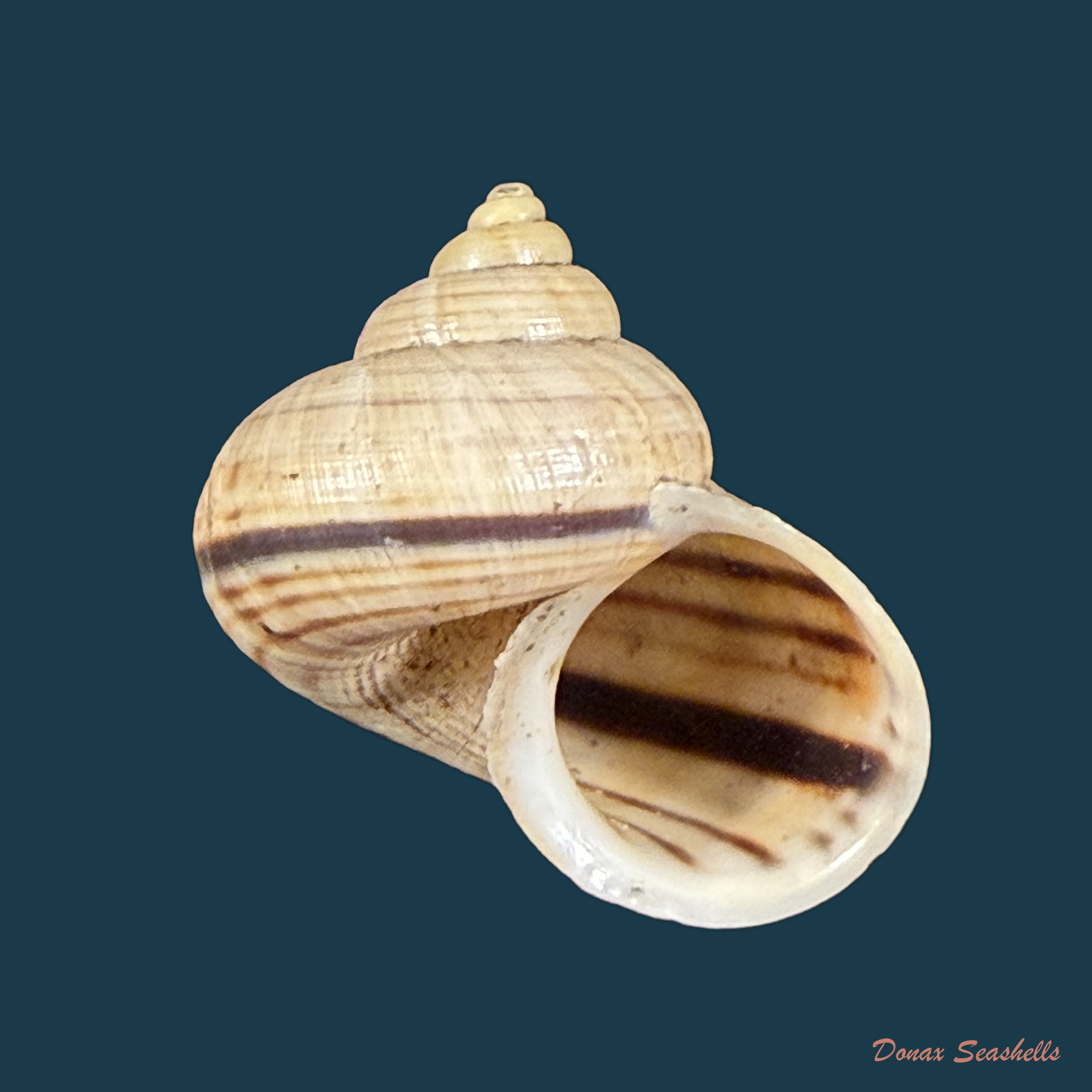 Tropidophora aspera (Potiez & Michaud, 1838) - 27,5mm