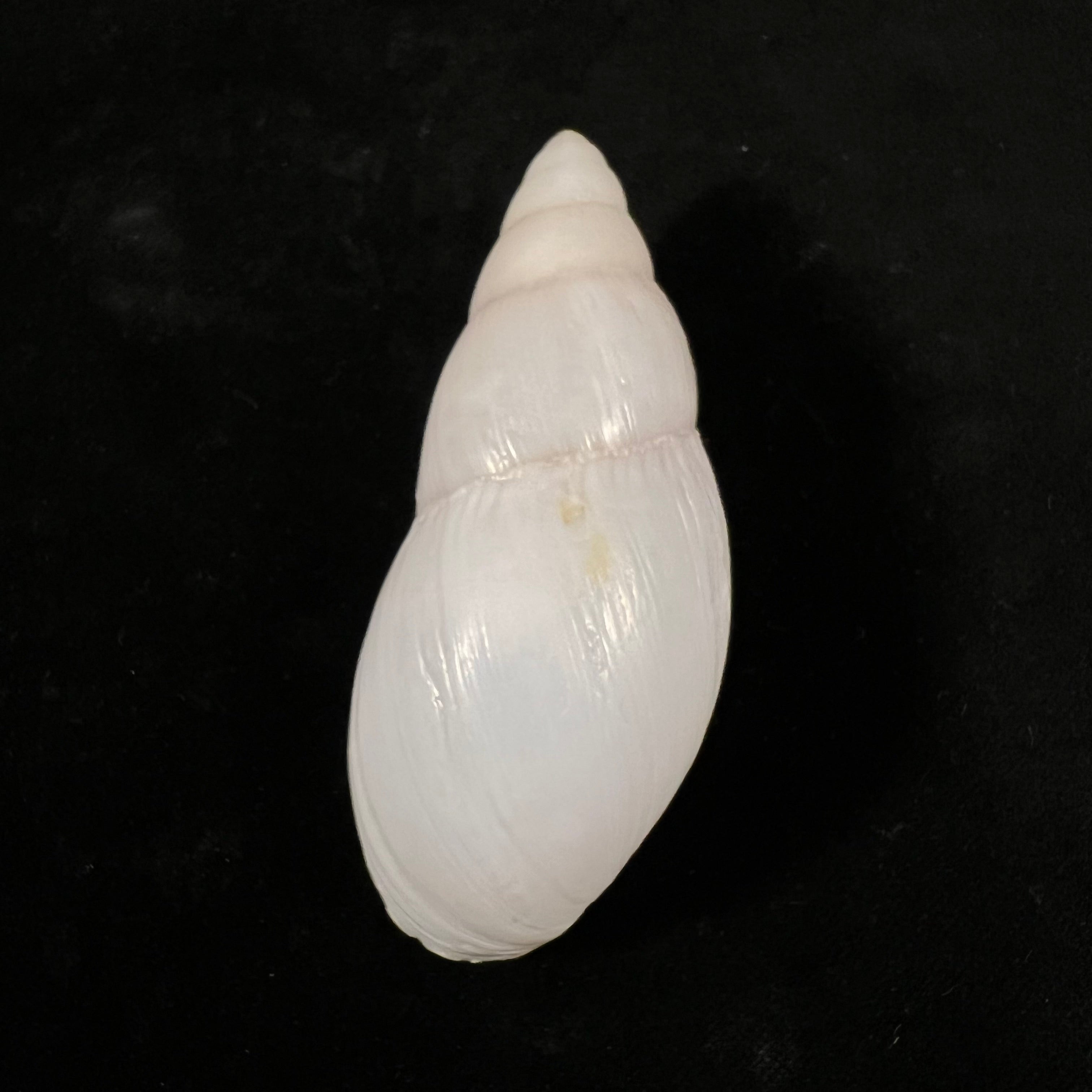 Clavator grandidieri (Crosse & P. Fischer, 1868) - 89,5mm
