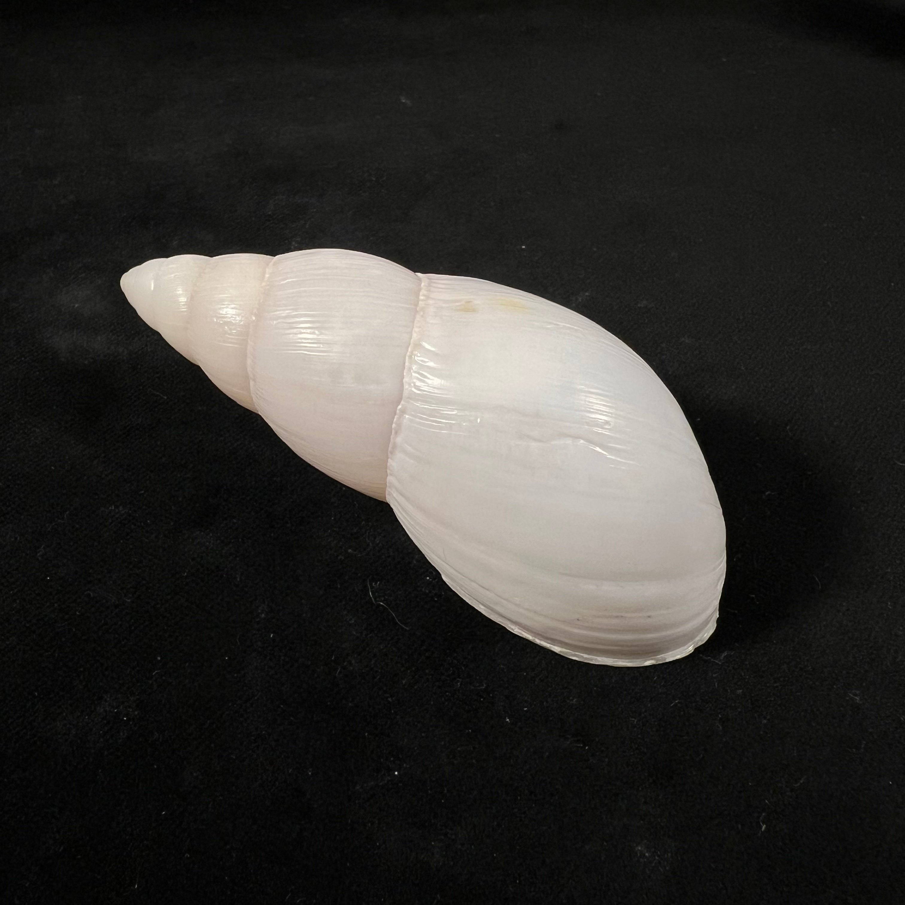 Clavator grandidieri (Crosse & P. Fischer, 1868) - 89,5mm