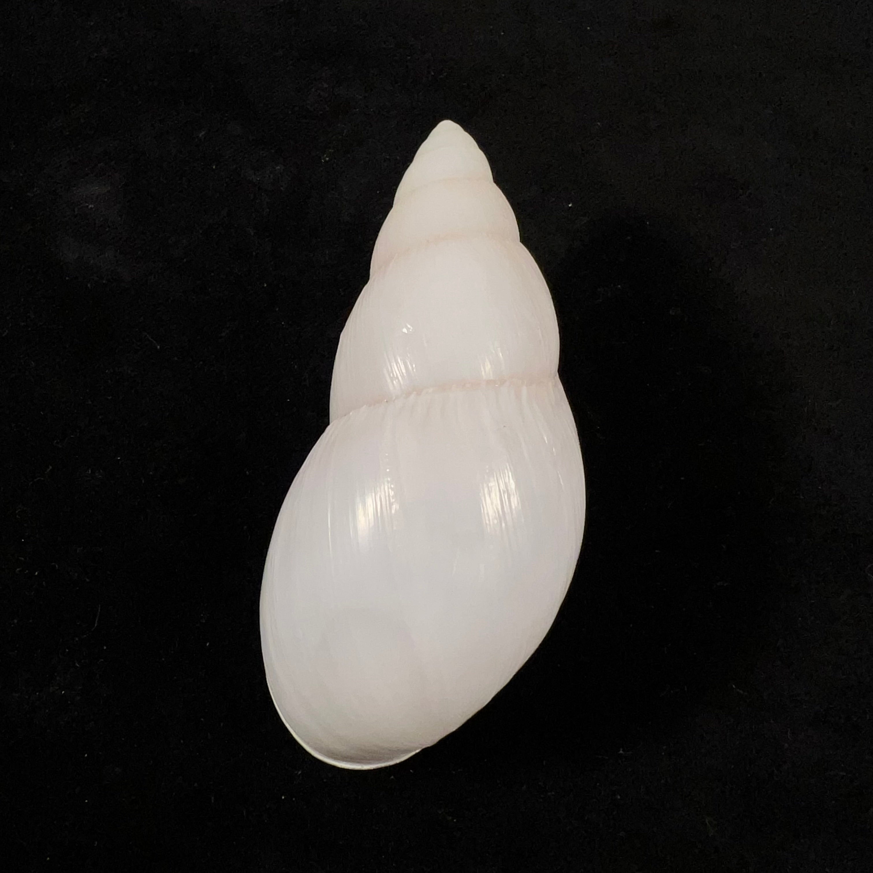 Clavator grandidieri (Crosse & P. Fischer, 1868) - 86,1mm