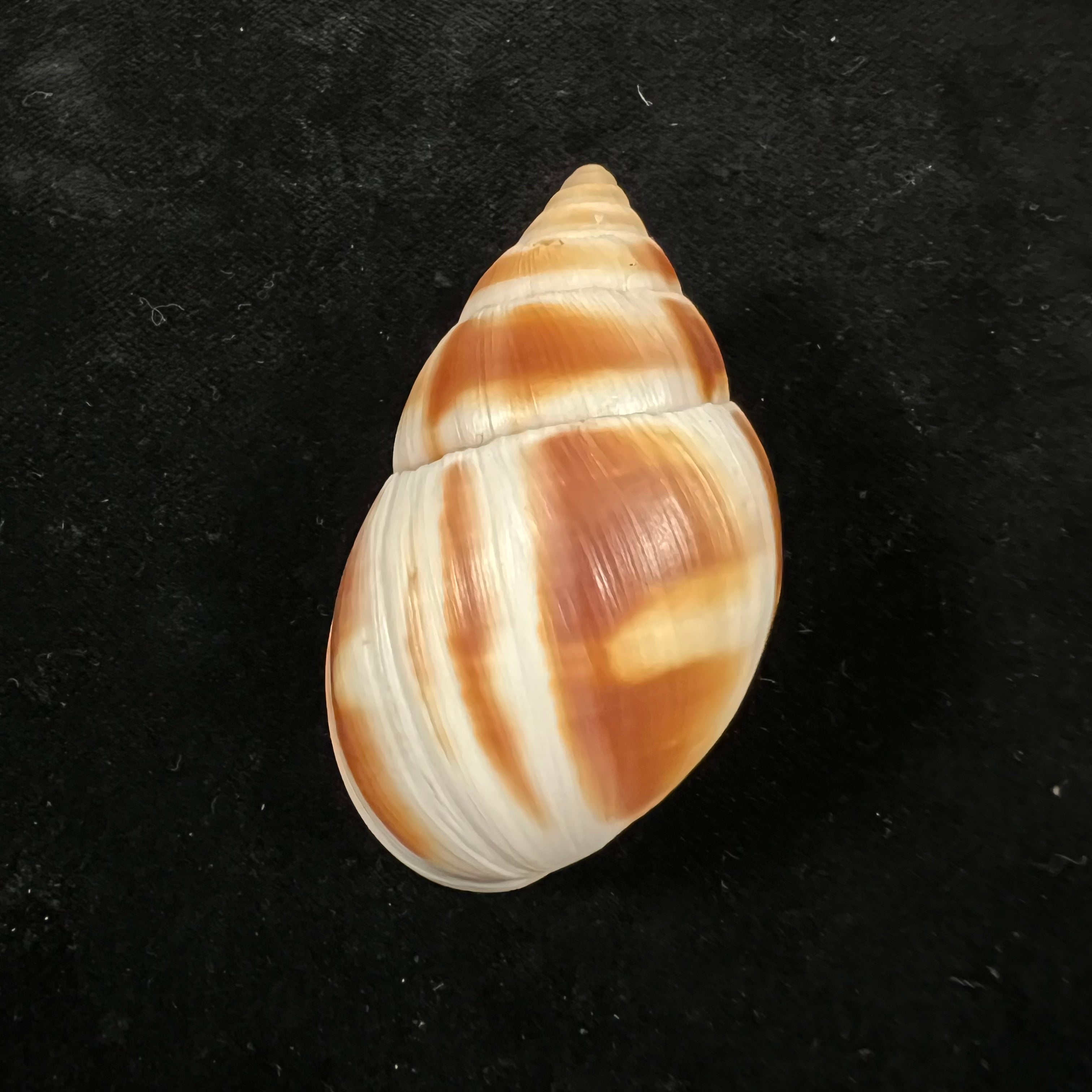 Leucotaenius favannii (拉马克, 1822) - 56mm