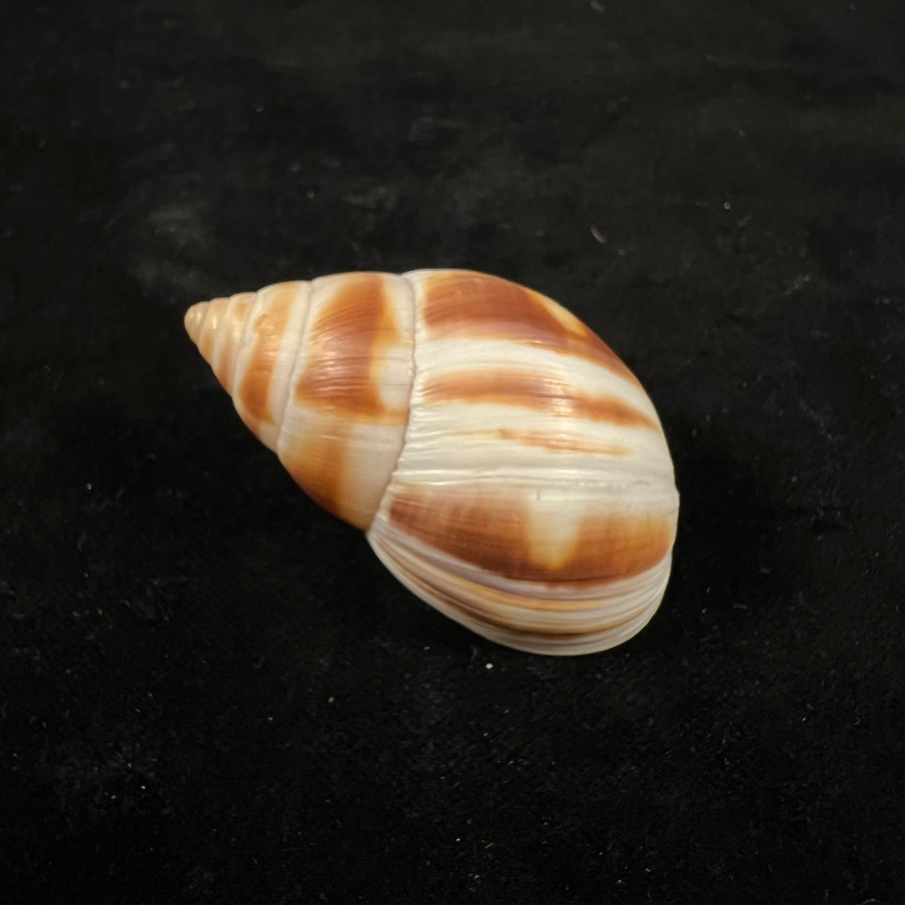 Leucotaenius favannii (拉马克, 1822) - 56mm