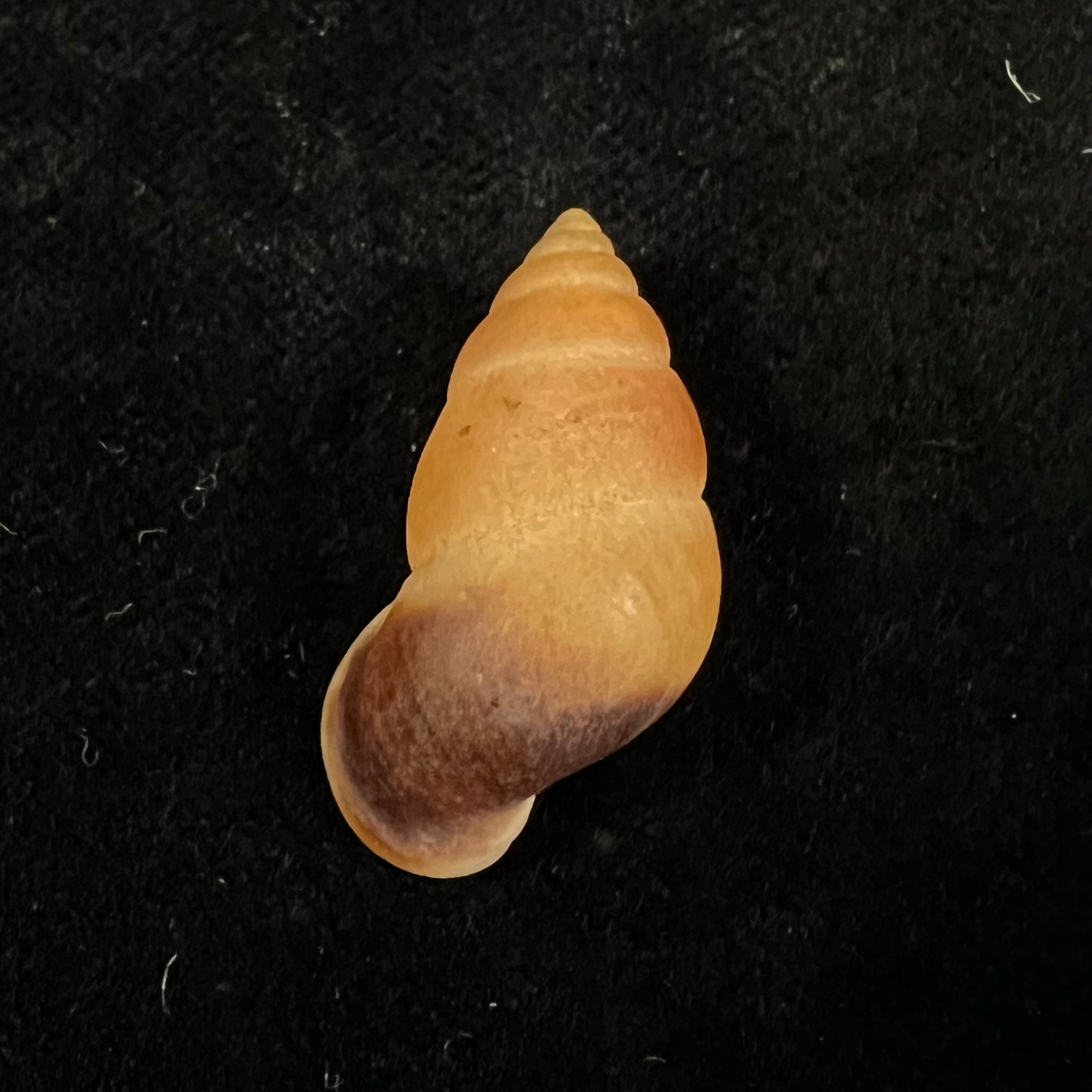 Hainesia crocea(GB Sowerby I, 1843)- 27,6毫米