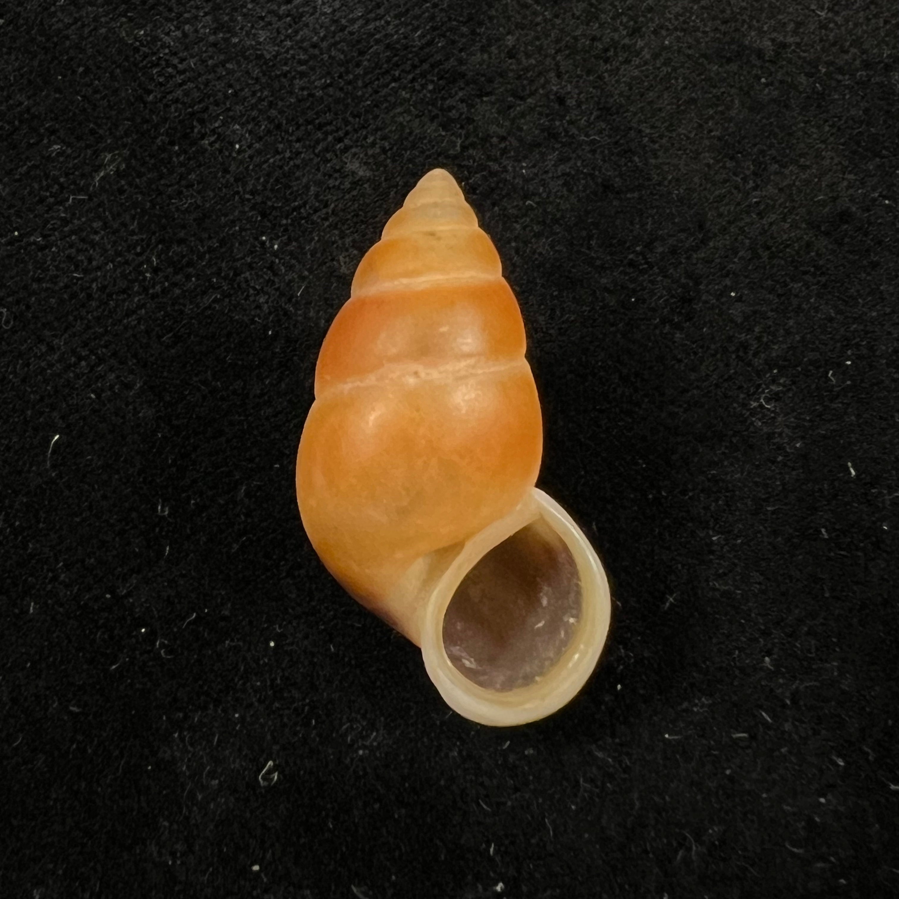 Hainesia crocea(GB Sowerby I, 1843)- 27,6毫米