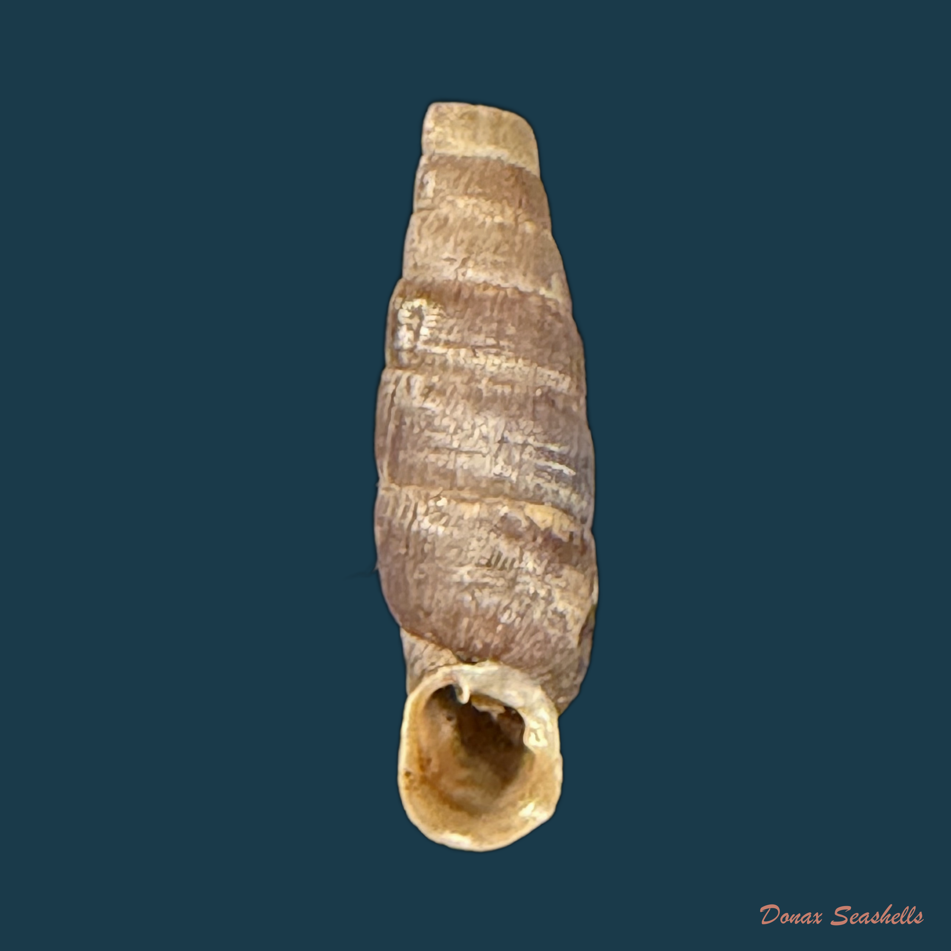 Ehrmanniella quadrata (O. Boettger, 1880) - 22,2mm