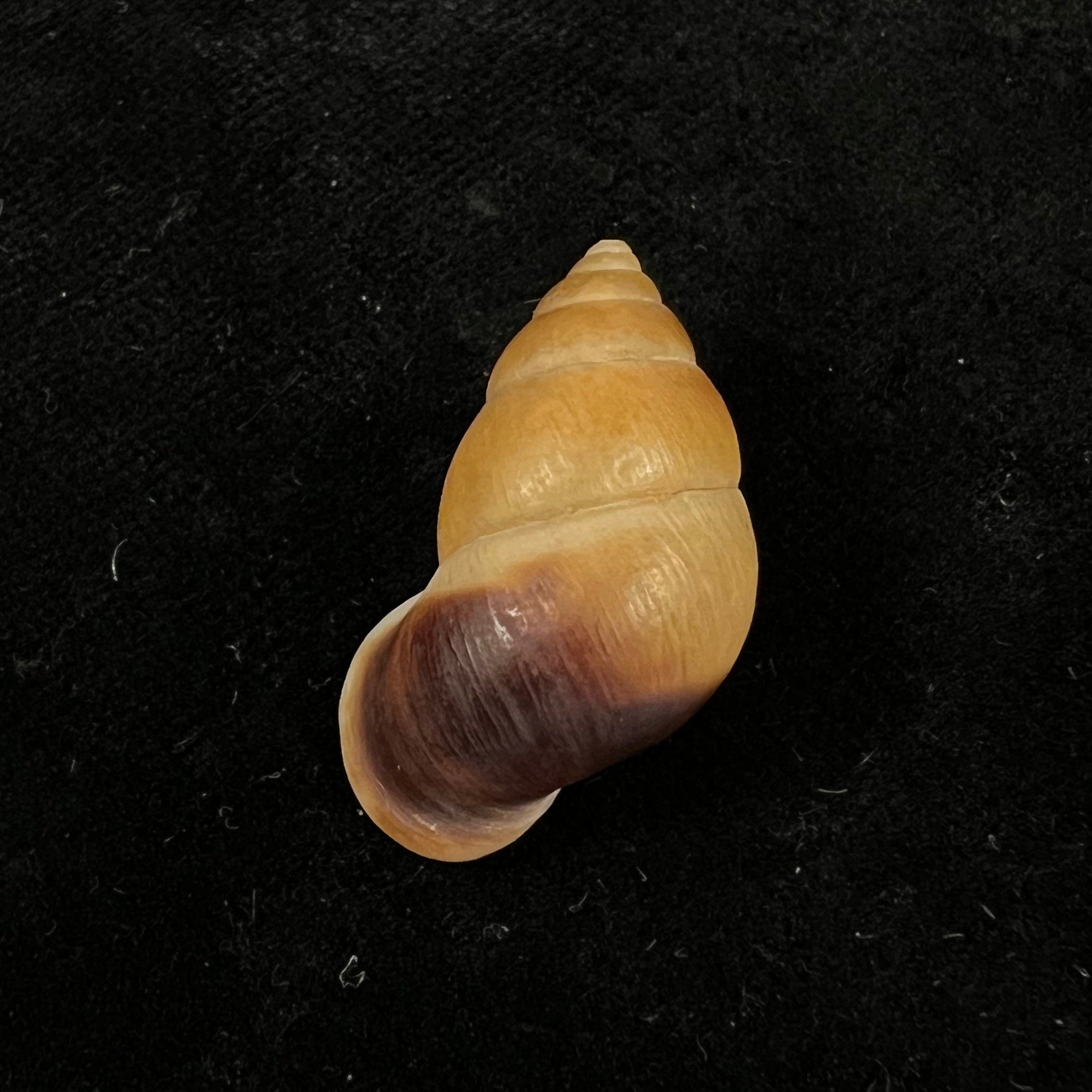 Hainesia crocea(GB Sowerby I, 1843)- 27,2毫米