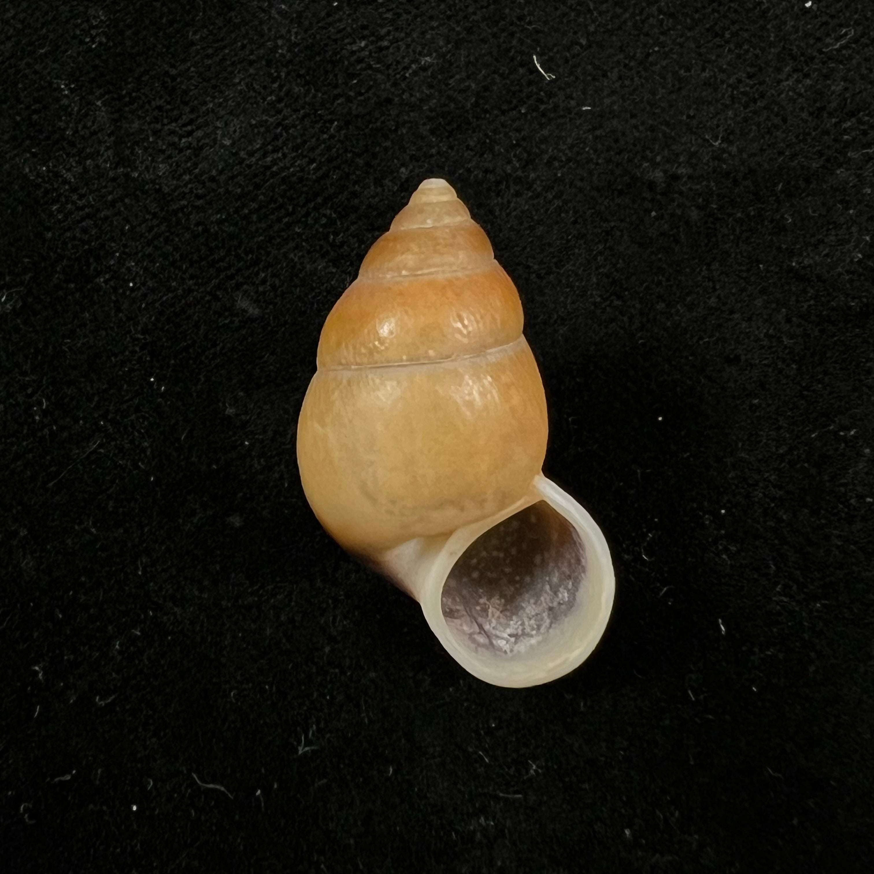 Hainesia crocea(GB Sowerby I, 1843)- 27,2毫米