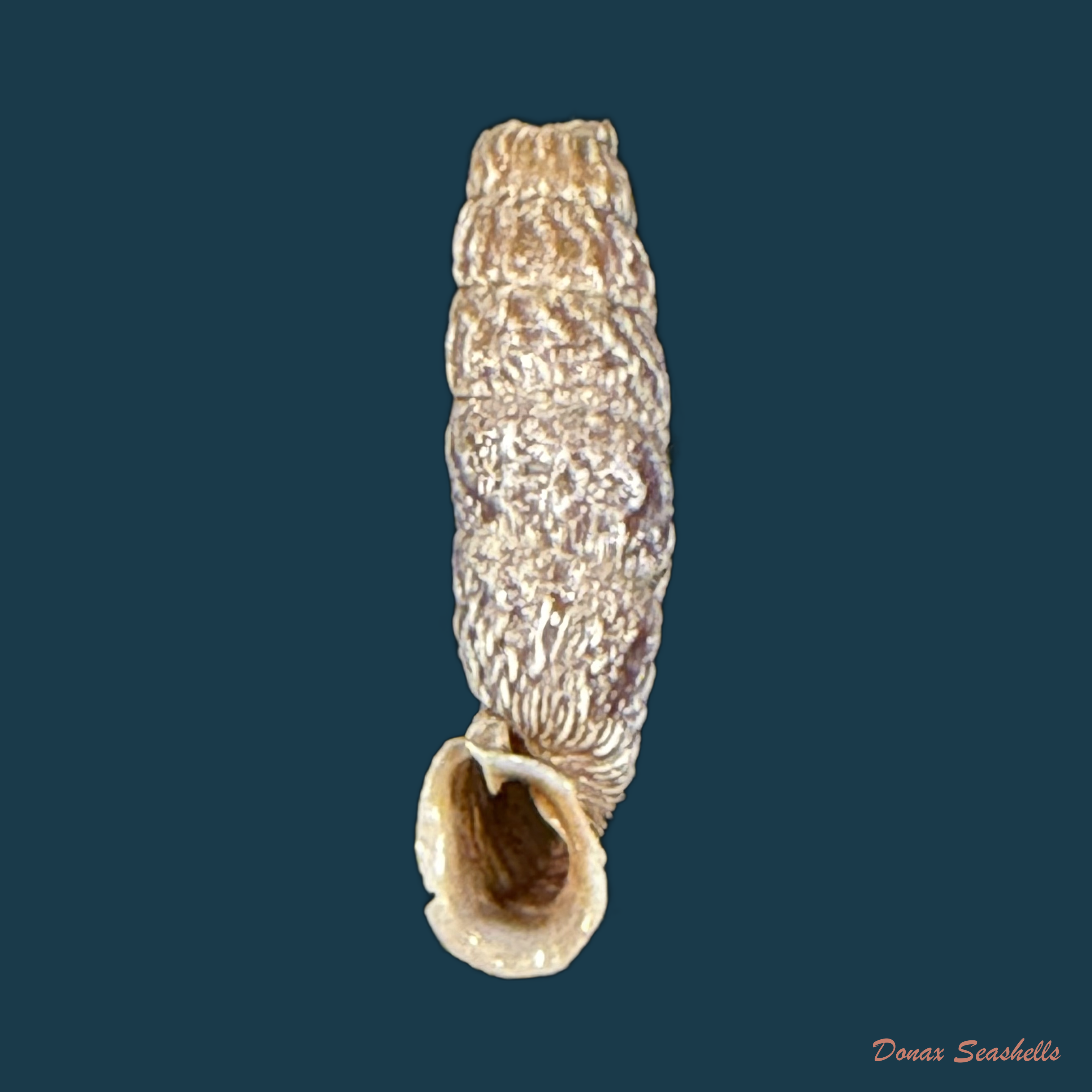 Andinia taczanowskii (Lubomirski, 1879) - 25,1mm
