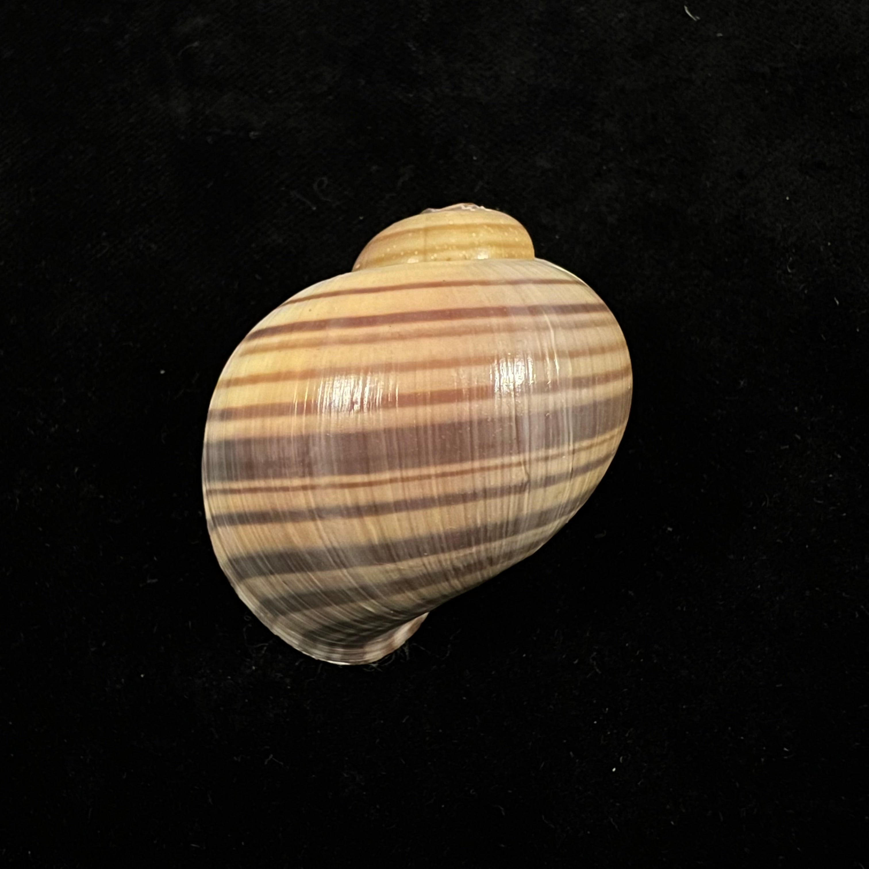 Pomacea pernambucensis (Reeve, 1856) - 44,6mm