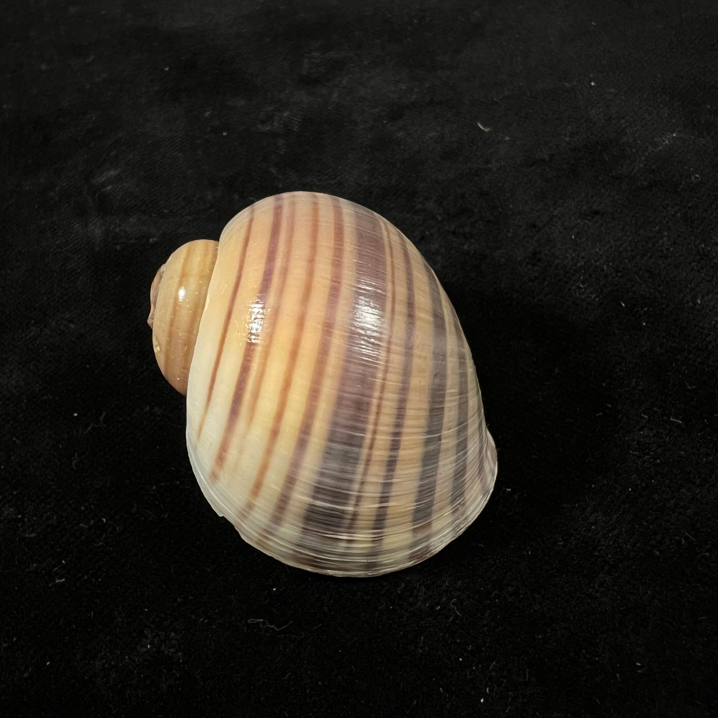 Pomacea pernambucensis (Reeve, 1856) - 44,6mm