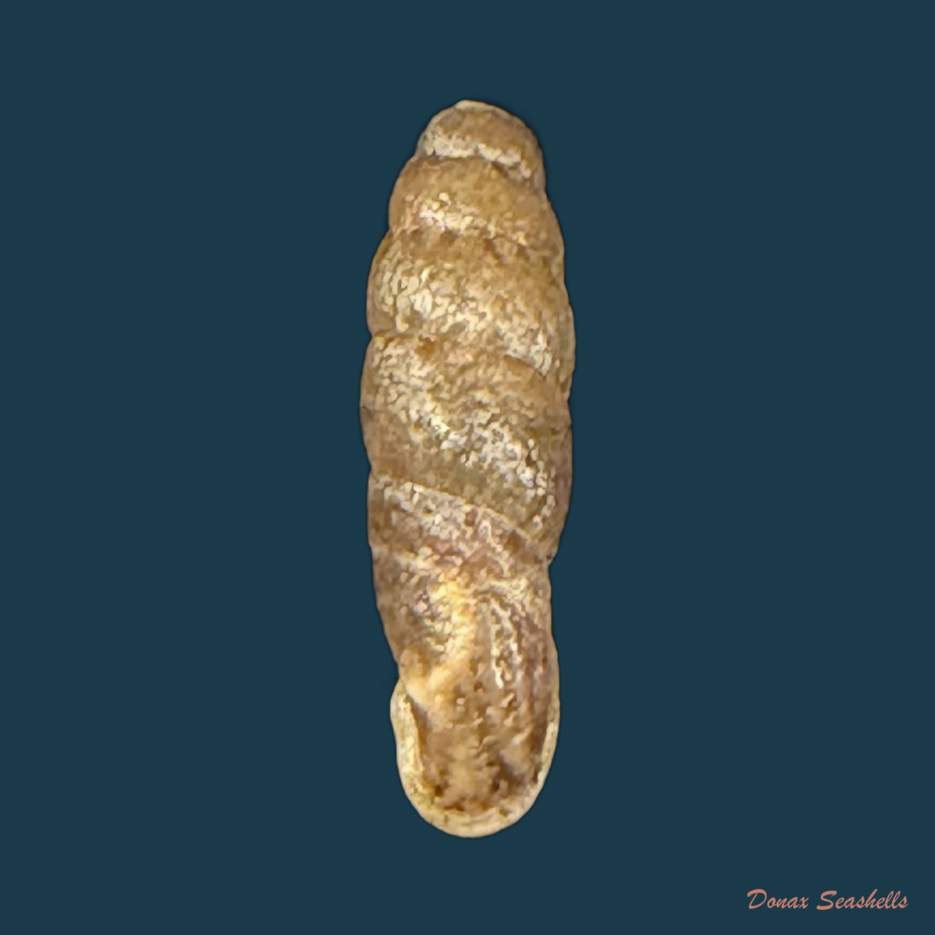 Cylindronenia cumulloana (Pilsbry, 1949) - 14mm