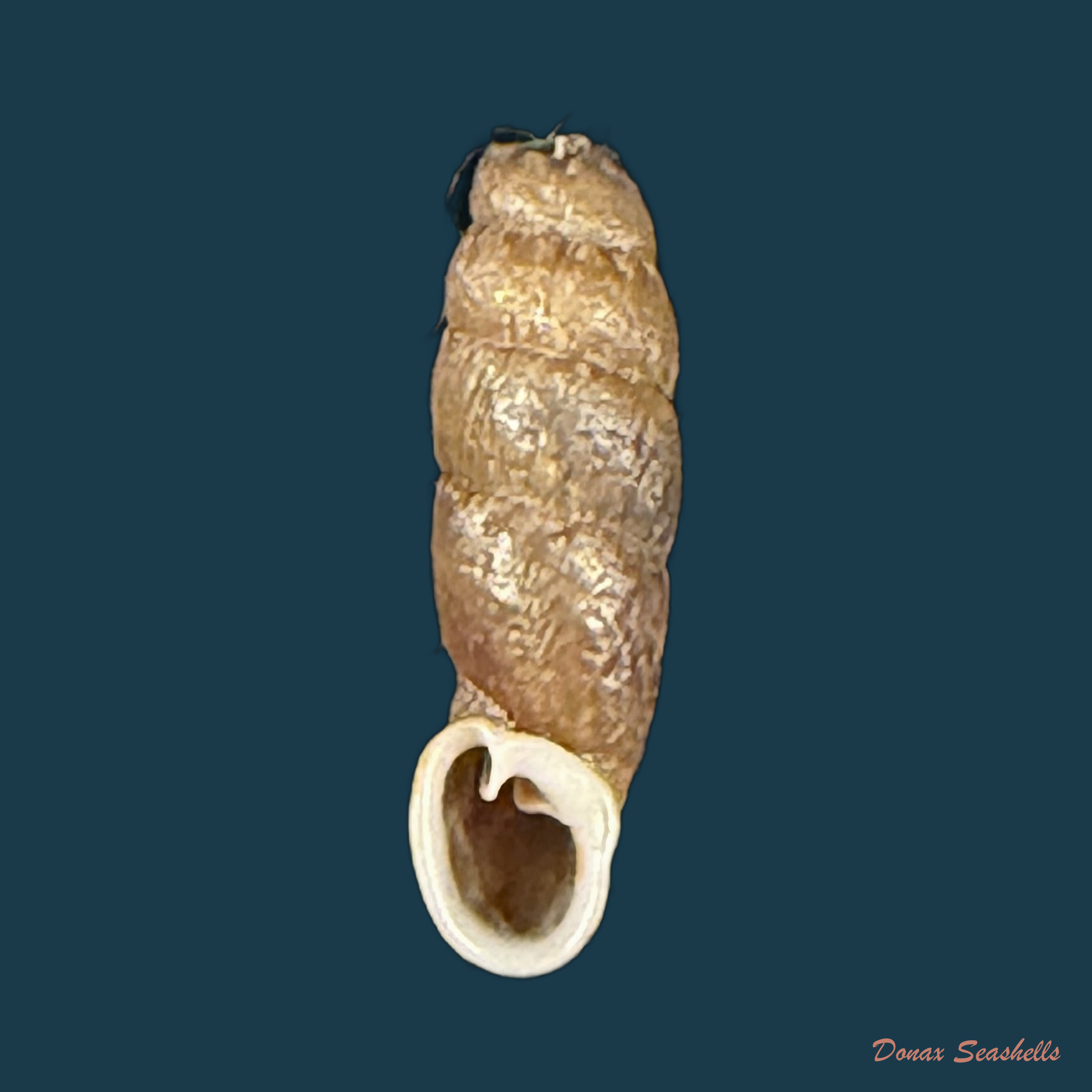 Cylindronenia cumulloana (Pilsbry, 1949) - 14mm