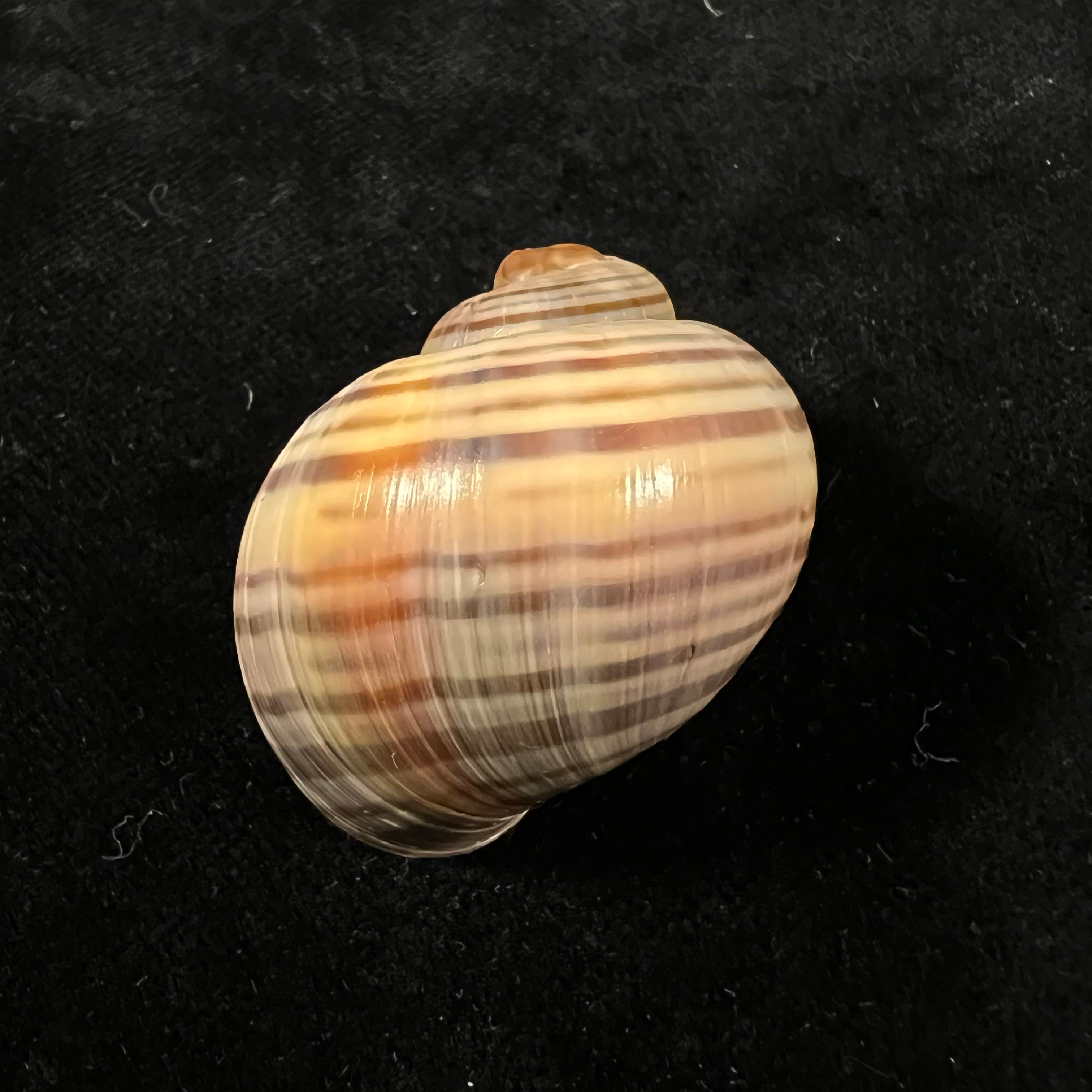 Pomacea pernambucensis (Reeve, 1856) - 37,9mm