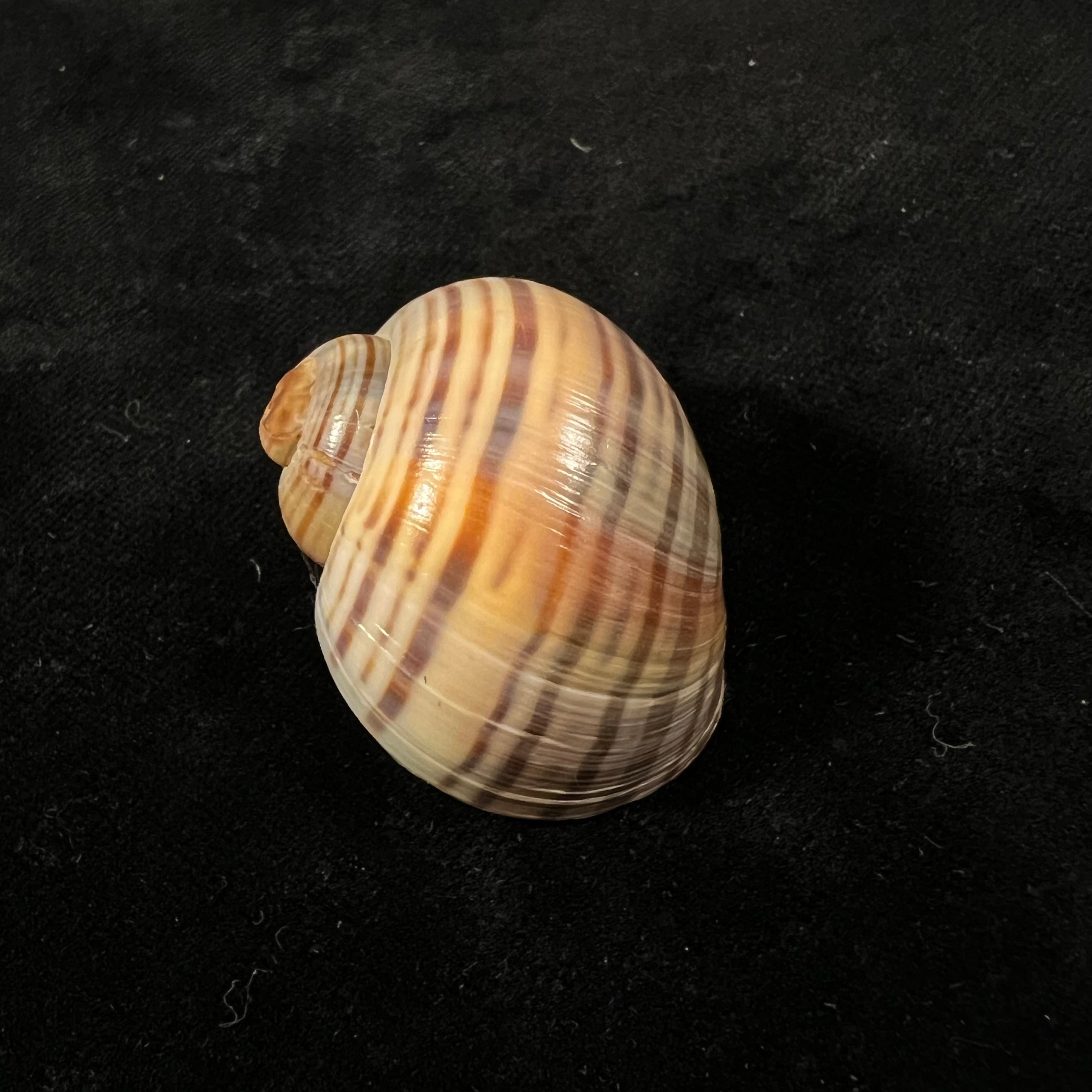 Pomacea pernambucensis (Reeve, 1856) - 37,9mm