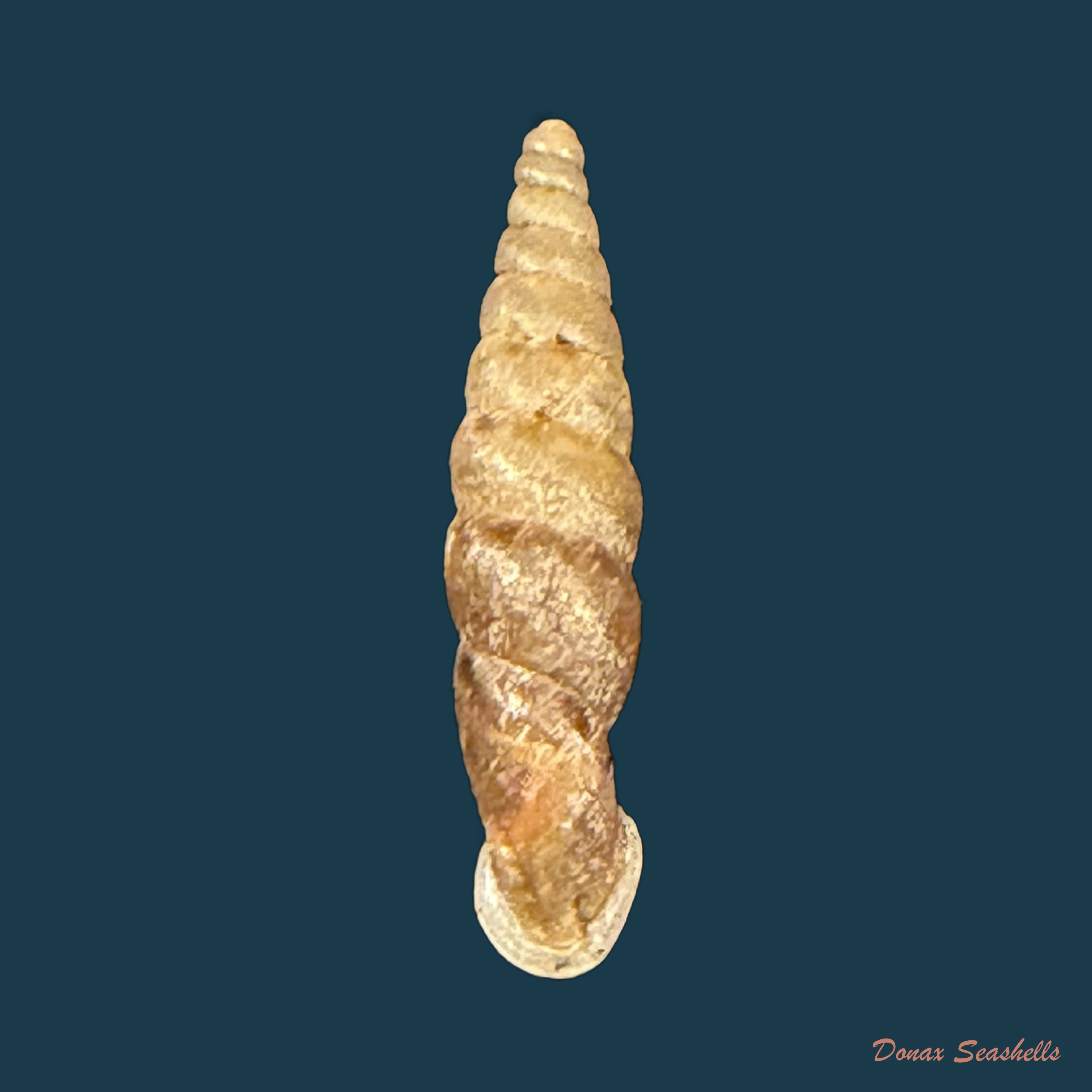 Incaglaia angrandi variegata H. Nordsieck, 2010 - 16,5mm