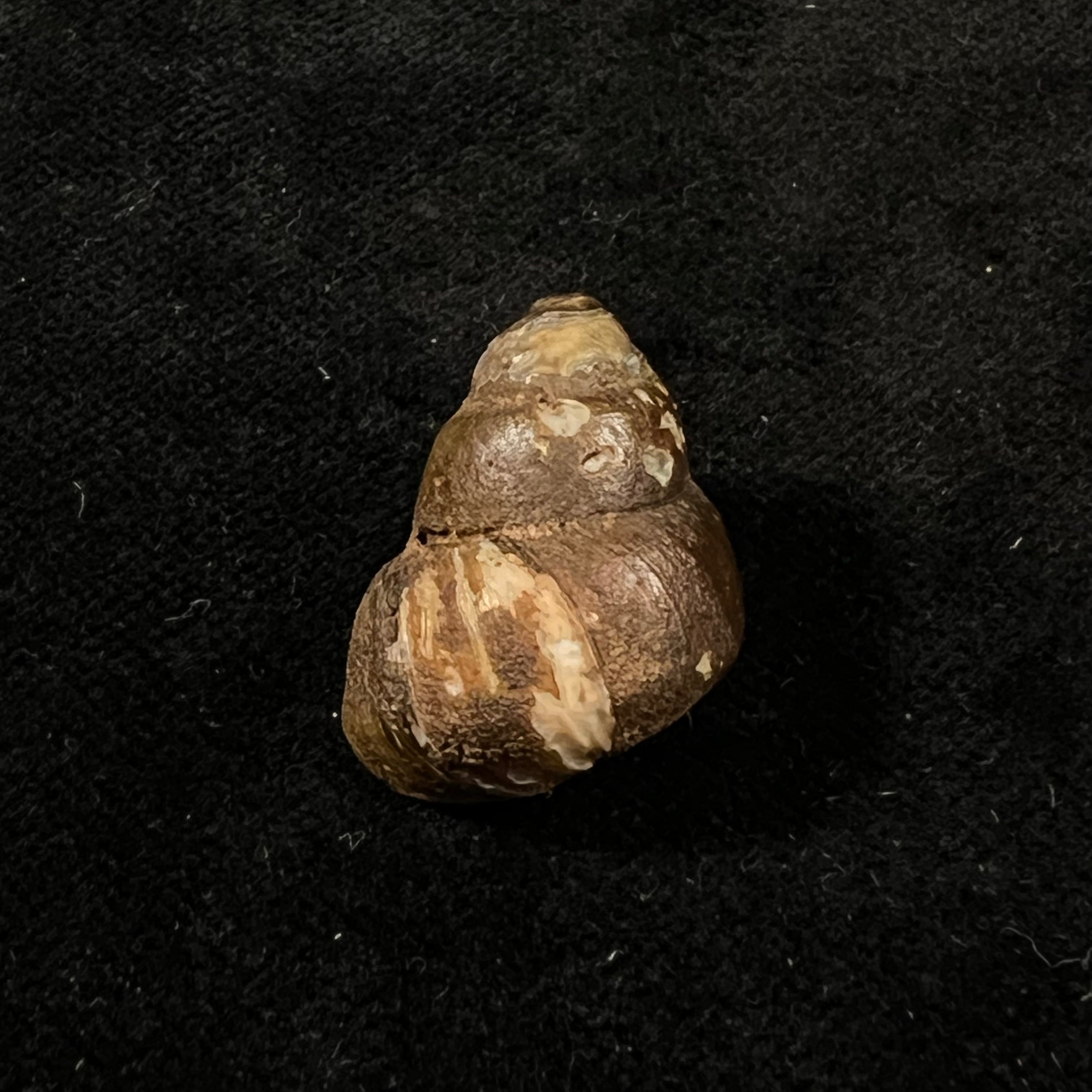 Bellamya crawshayi (EA Smith, 1894) - 22,9mm