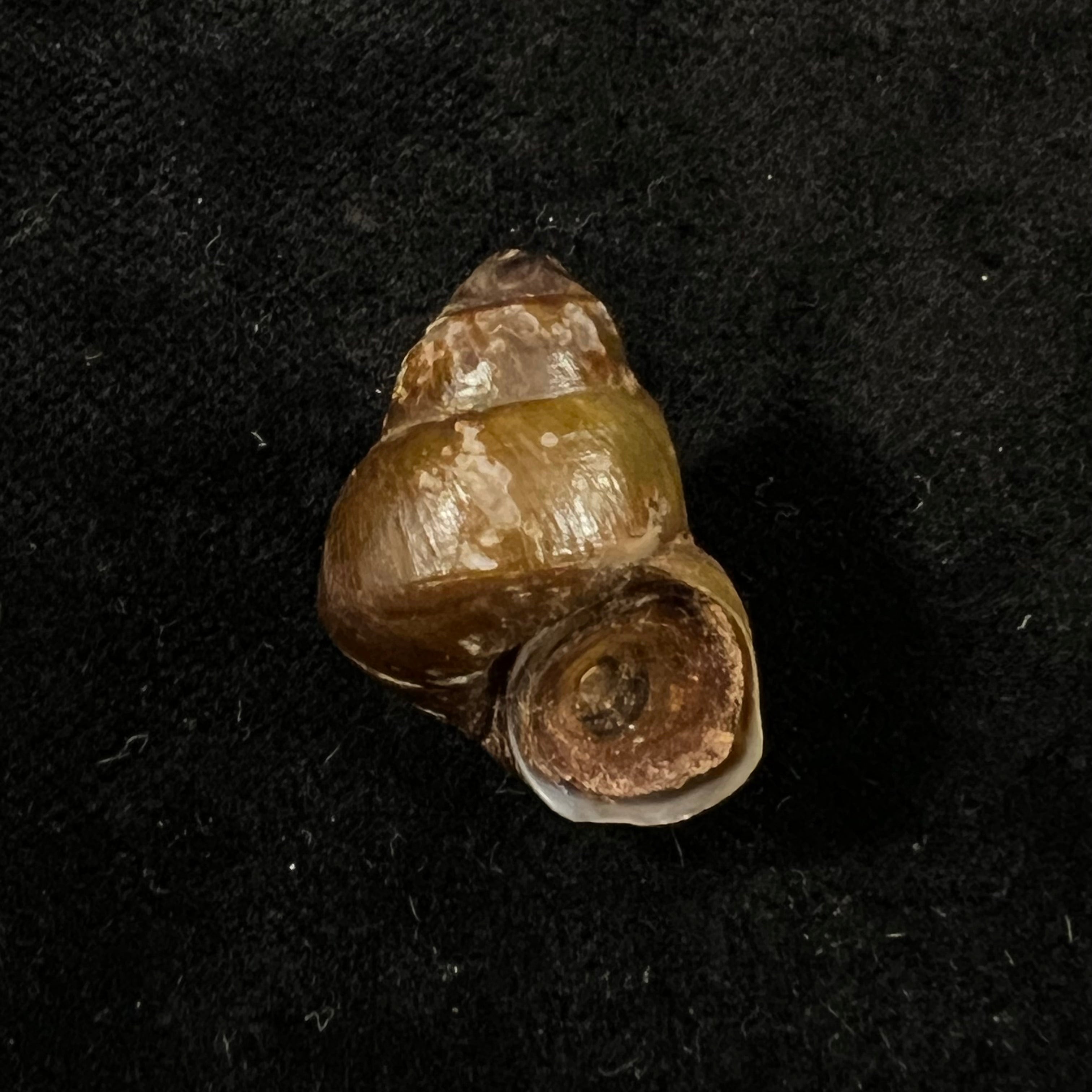 Bellamya crawshayi (EA Smith, 1894) - 22,9mm