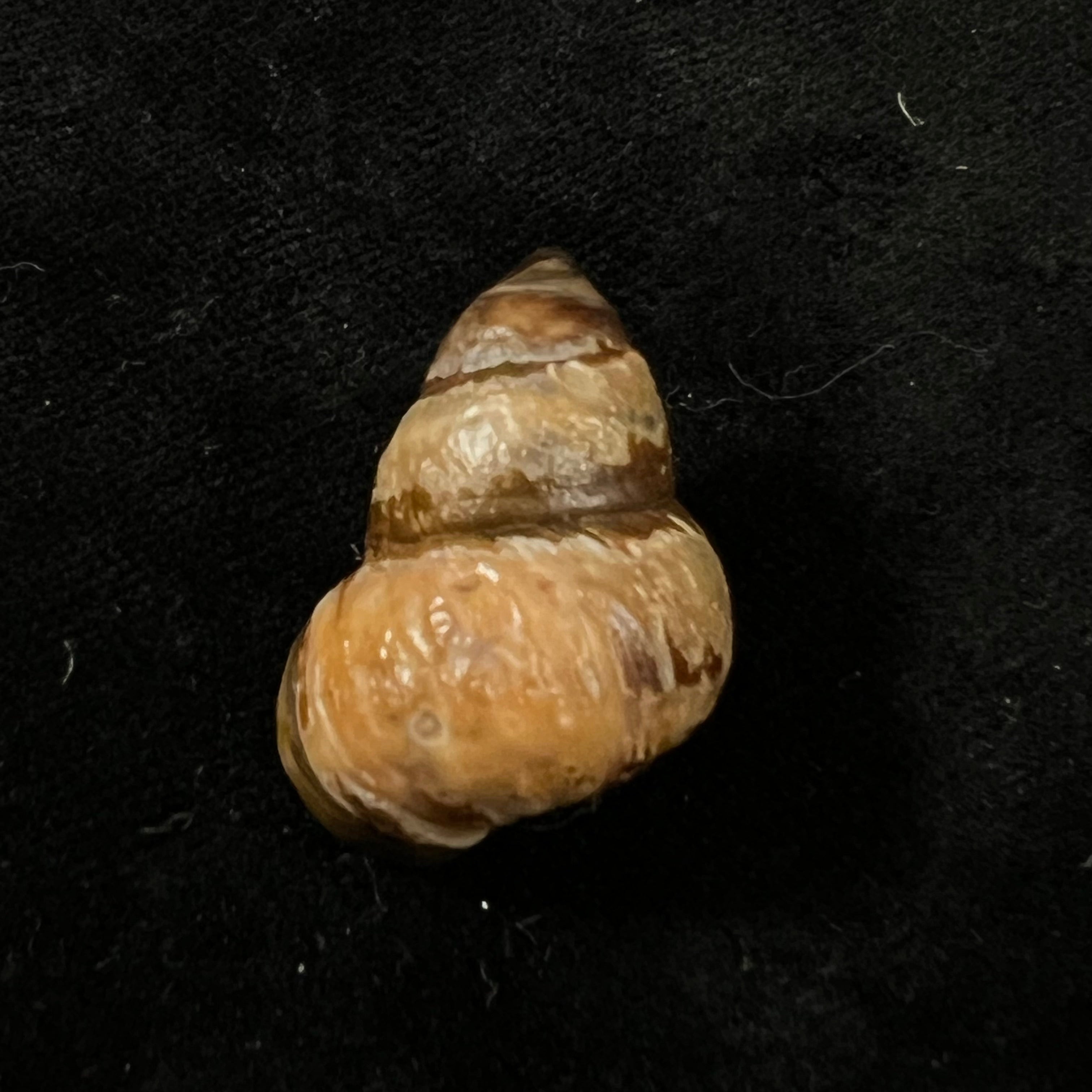 Bellamya crawshayi (EA Smith, 1894) - 26,8mm