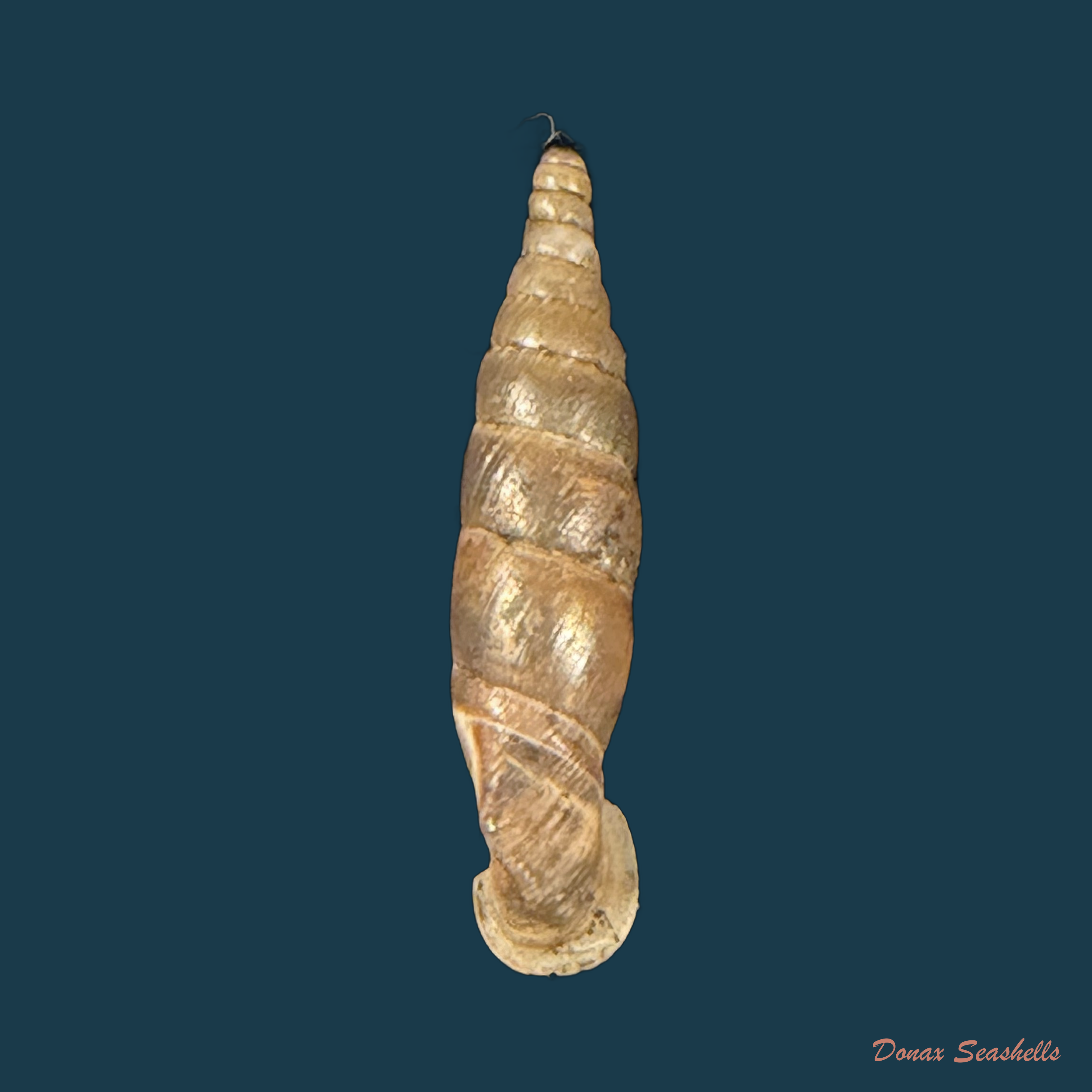 Carinigera stussineri (O. Boettger, 1885) - 19,4mm