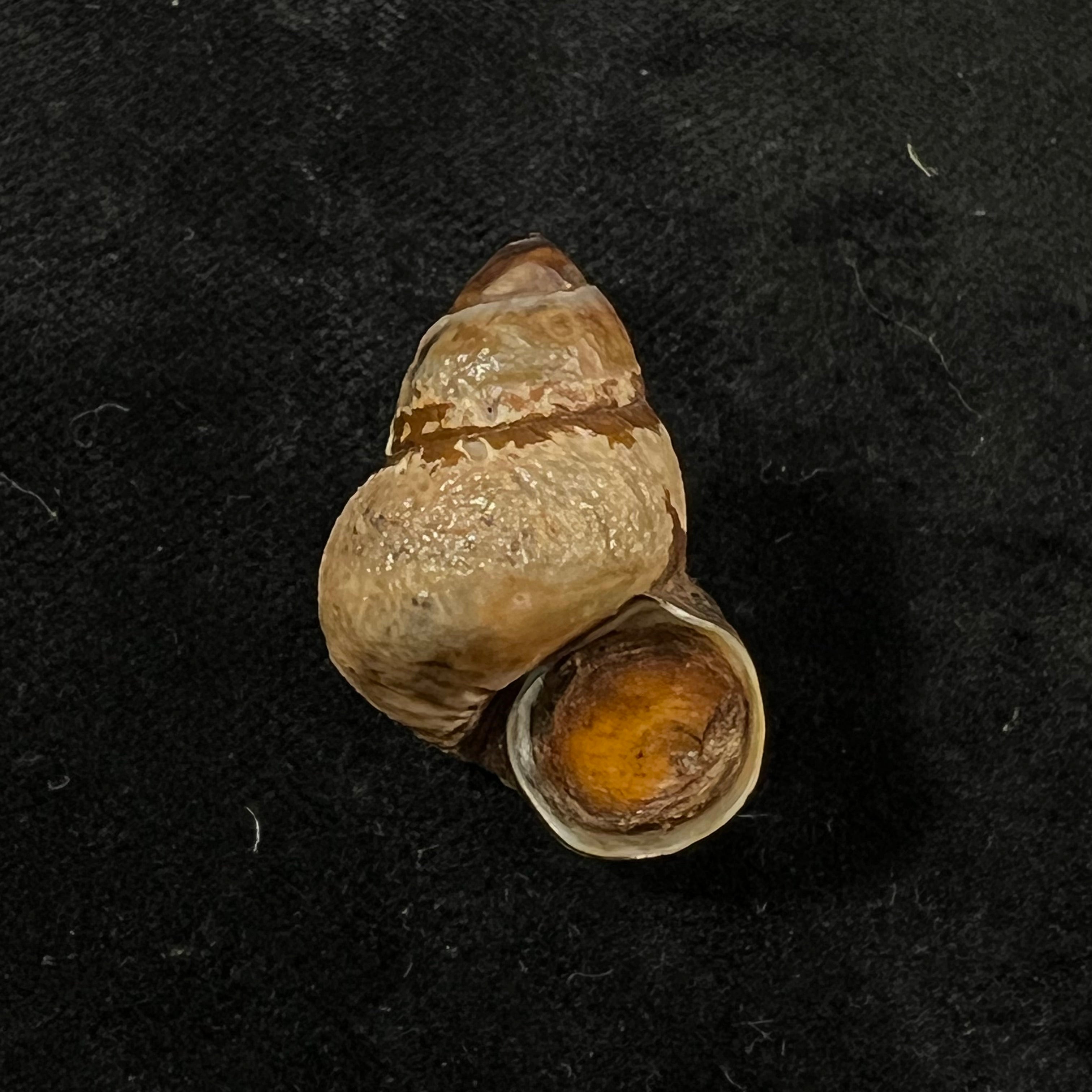 Bellamya crawshayi (EA Smith, 1894) - 26,8mm