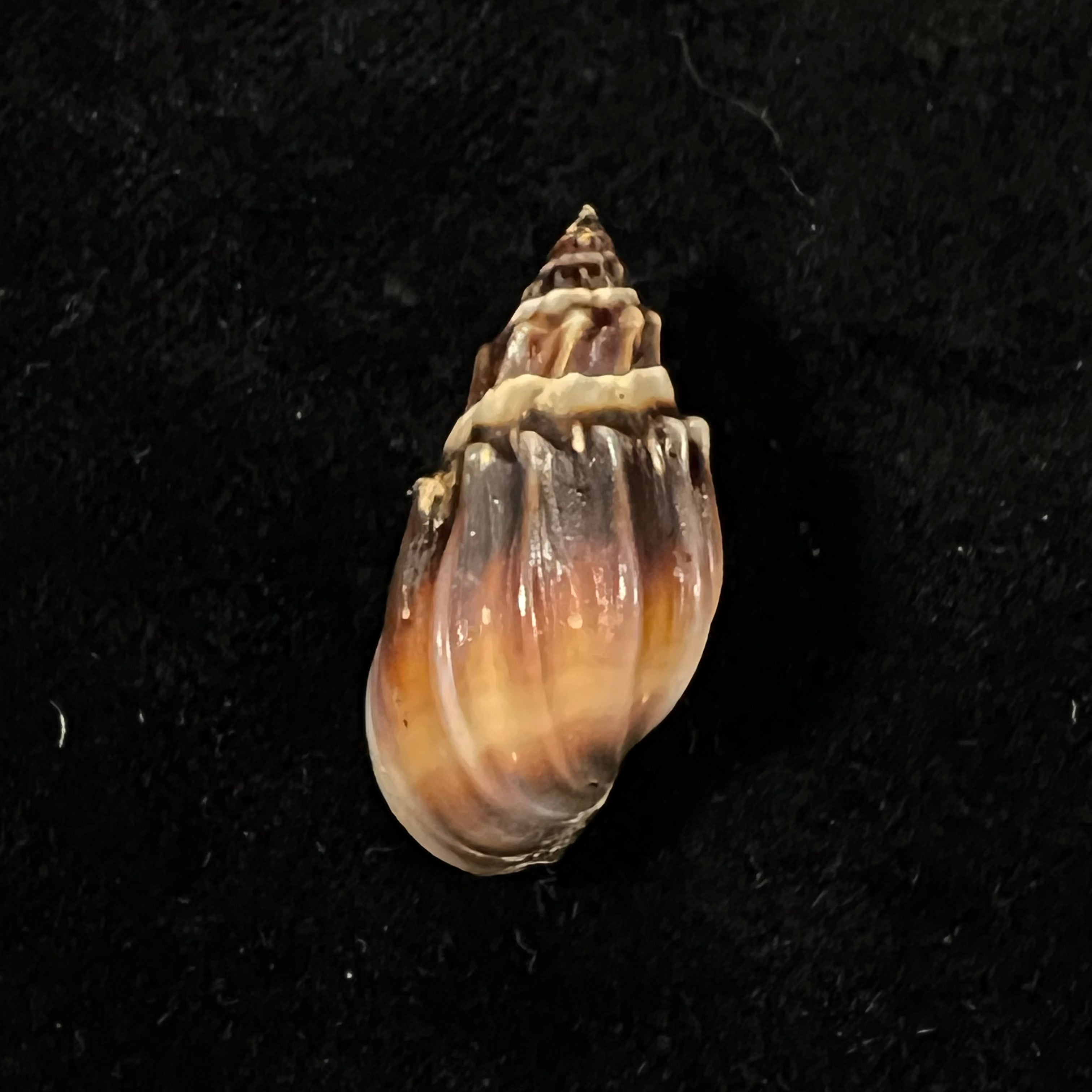 Melanopsis magnifica 布尔吉纳, 1884 - 29,3mm